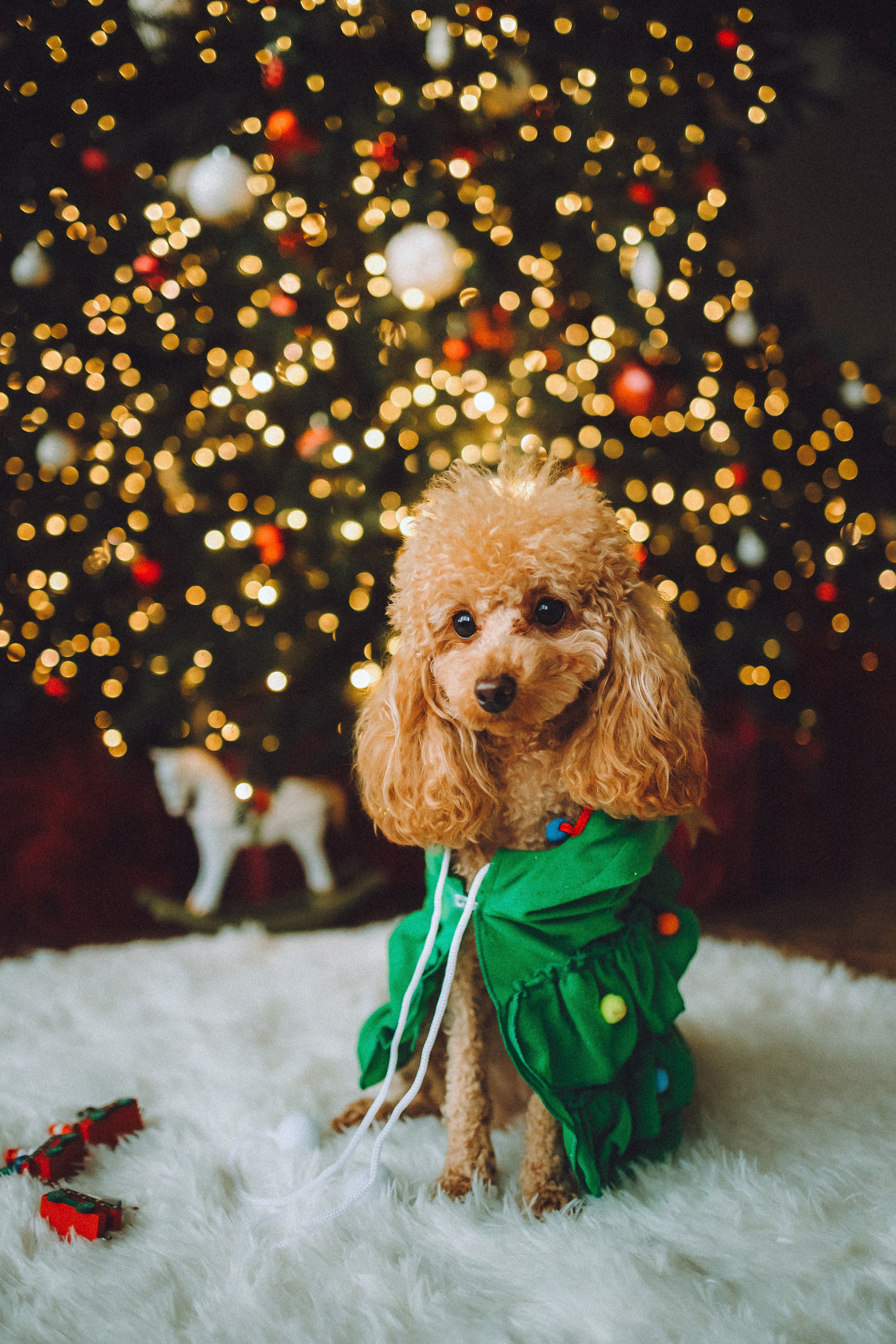 Джули, Шелли и их семья