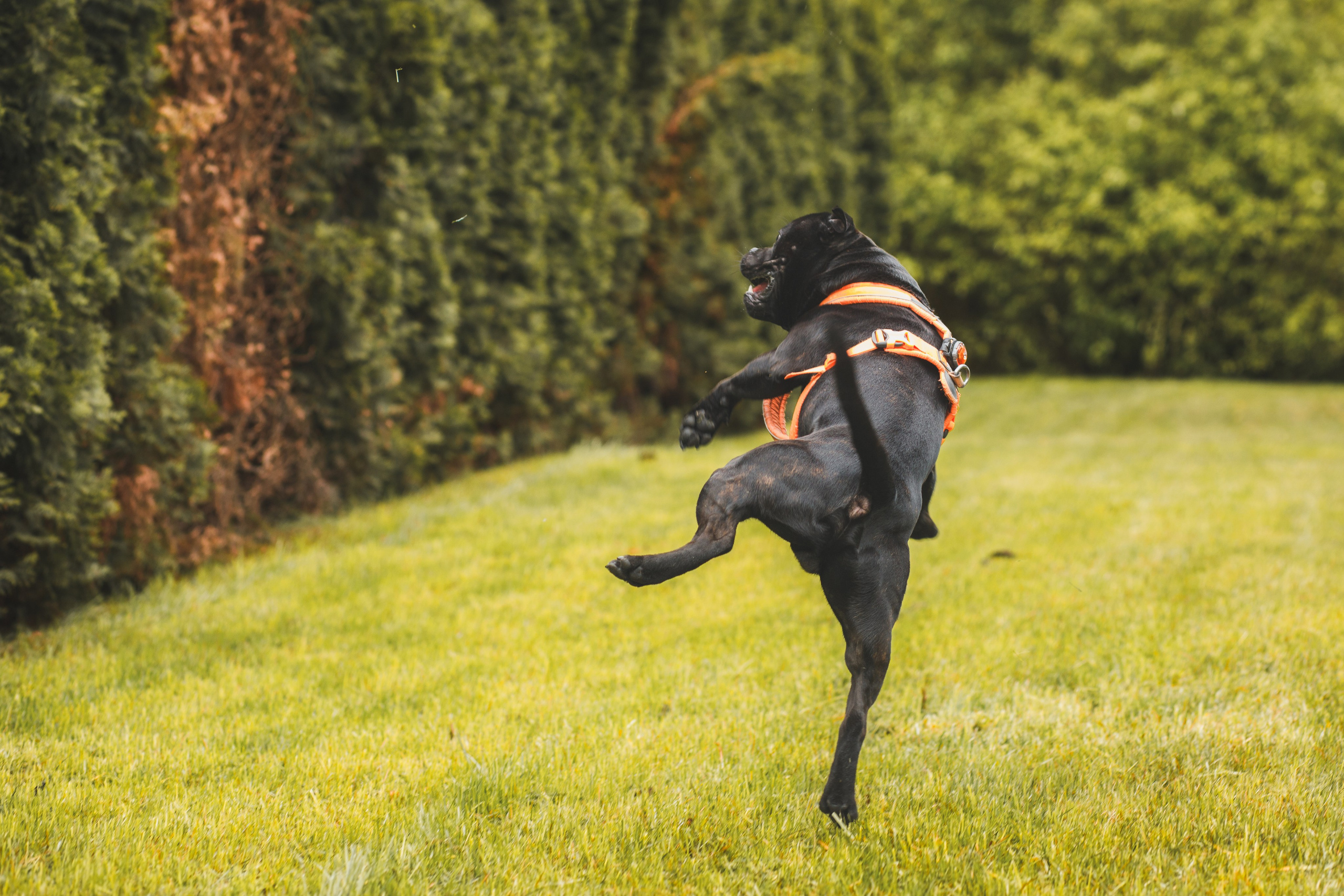 Фотопрогулка большой семьи с двумя собаками летом. Семейный и школьный фотограф в Москве Анна Ткач
