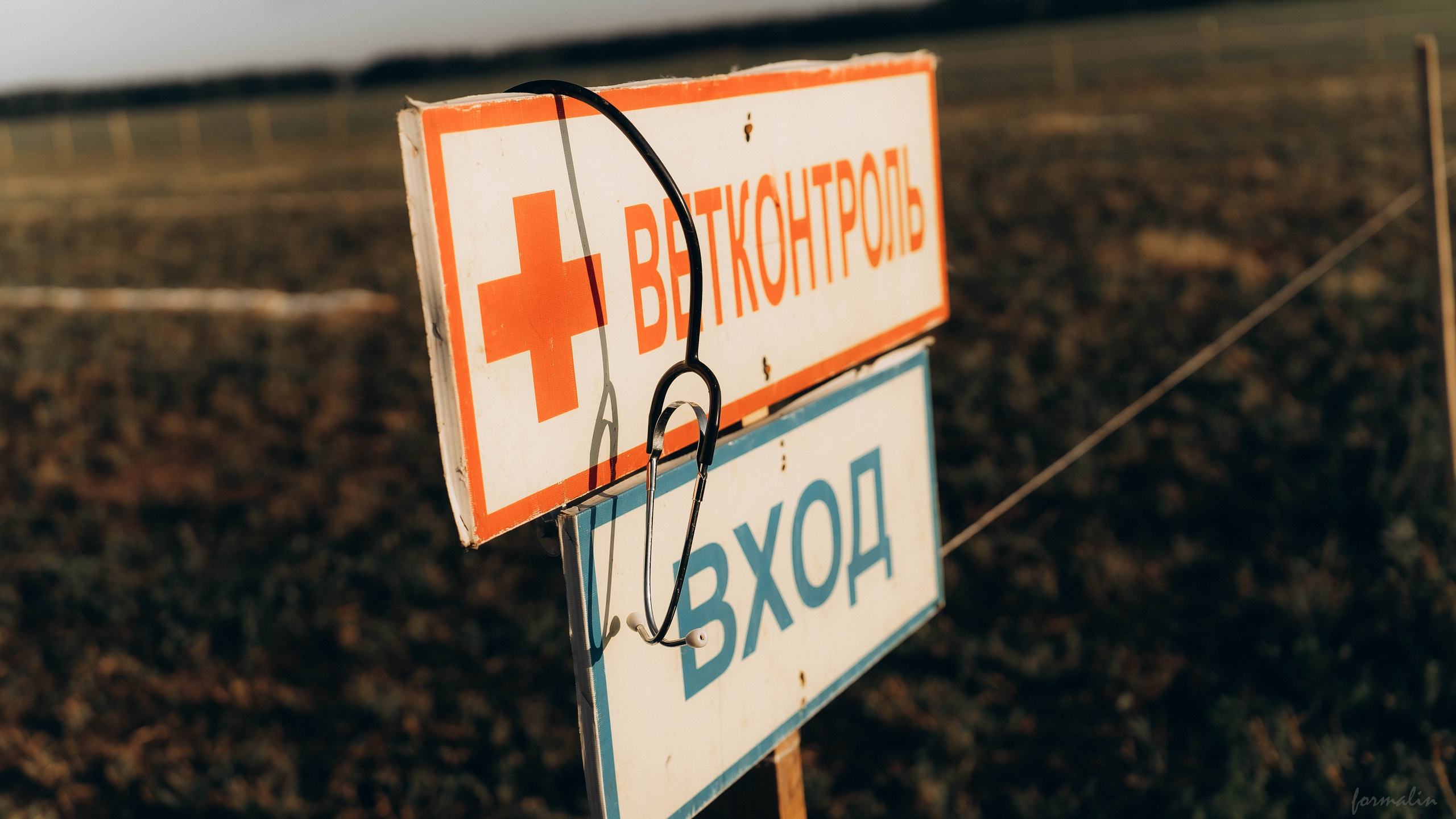 День Коня. Алиса Никитцова | Фотограф в Казани