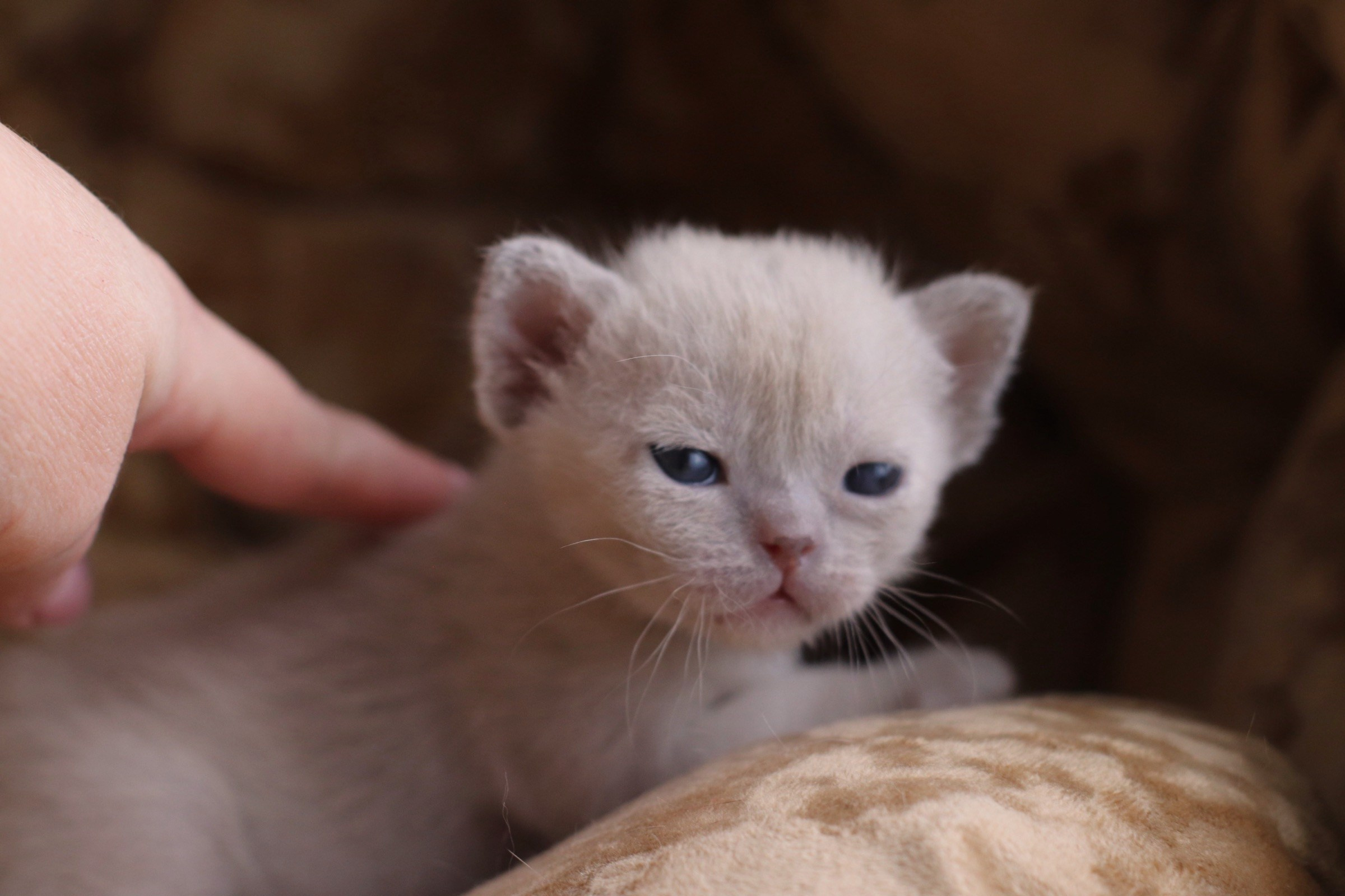 бурманские котята, кремовые бурманские котята, бурманские, питомники бурм, лиловая бурма, лиловокремовая бурма, burlabella, питомник бурлабелла