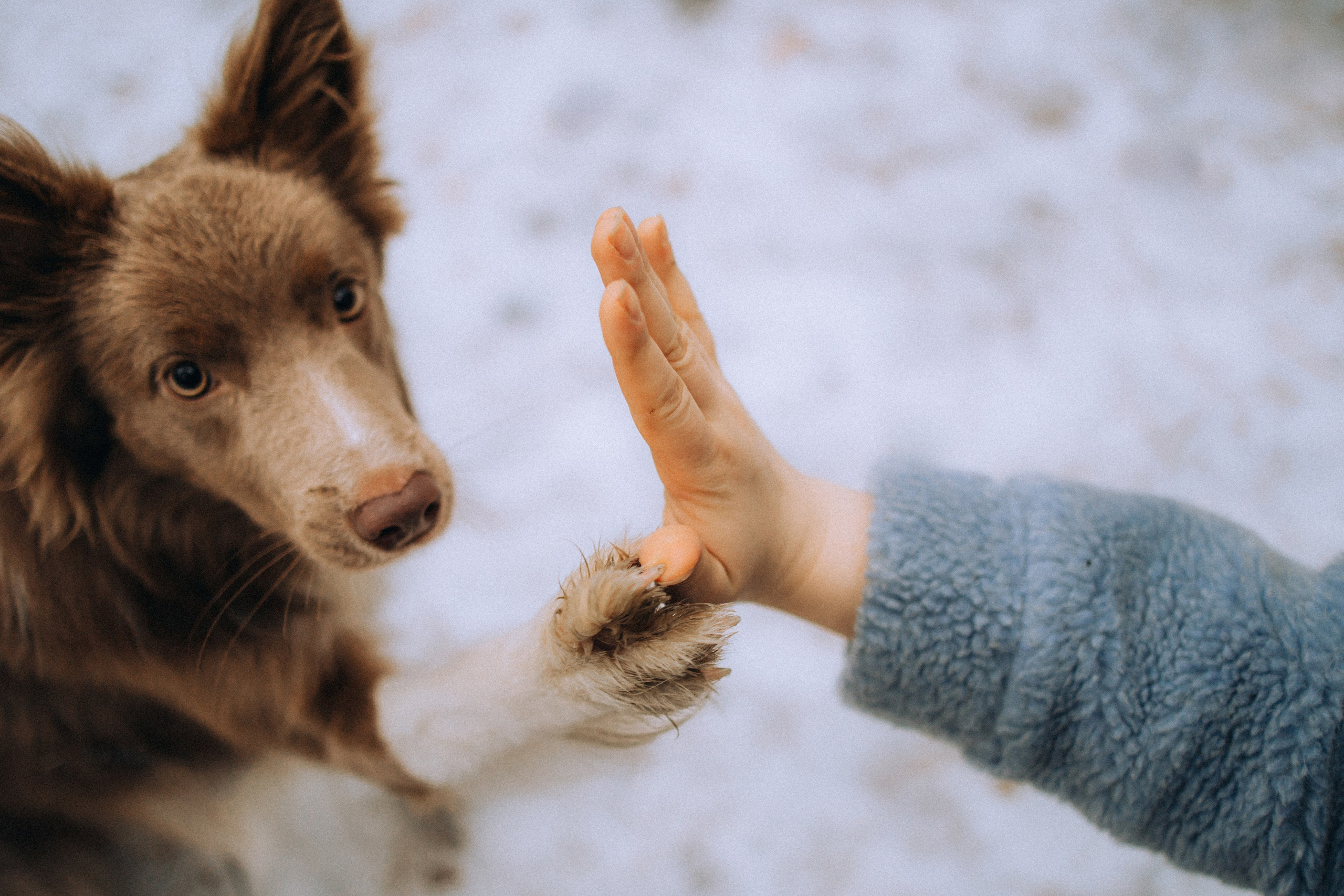 Полина, Милли и Паддингтон