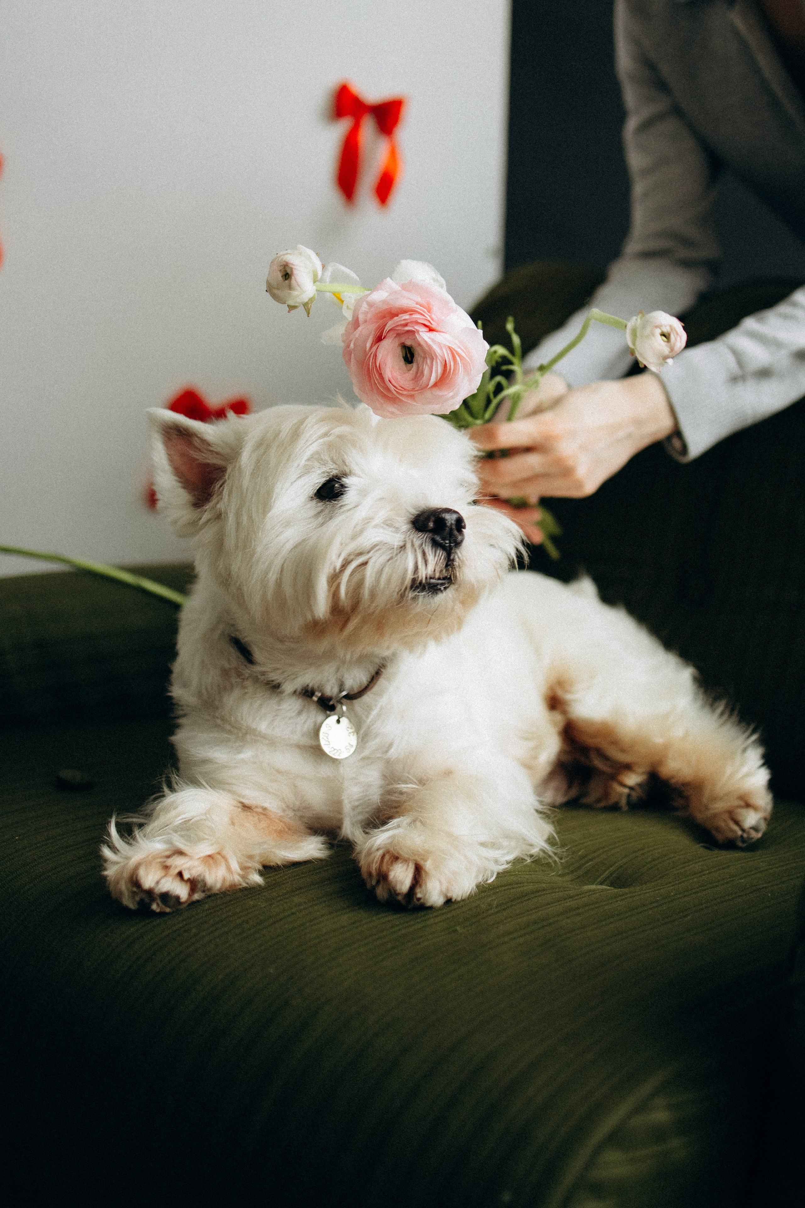 Аня и Локи. Фотораф — анималист Мария Шистка