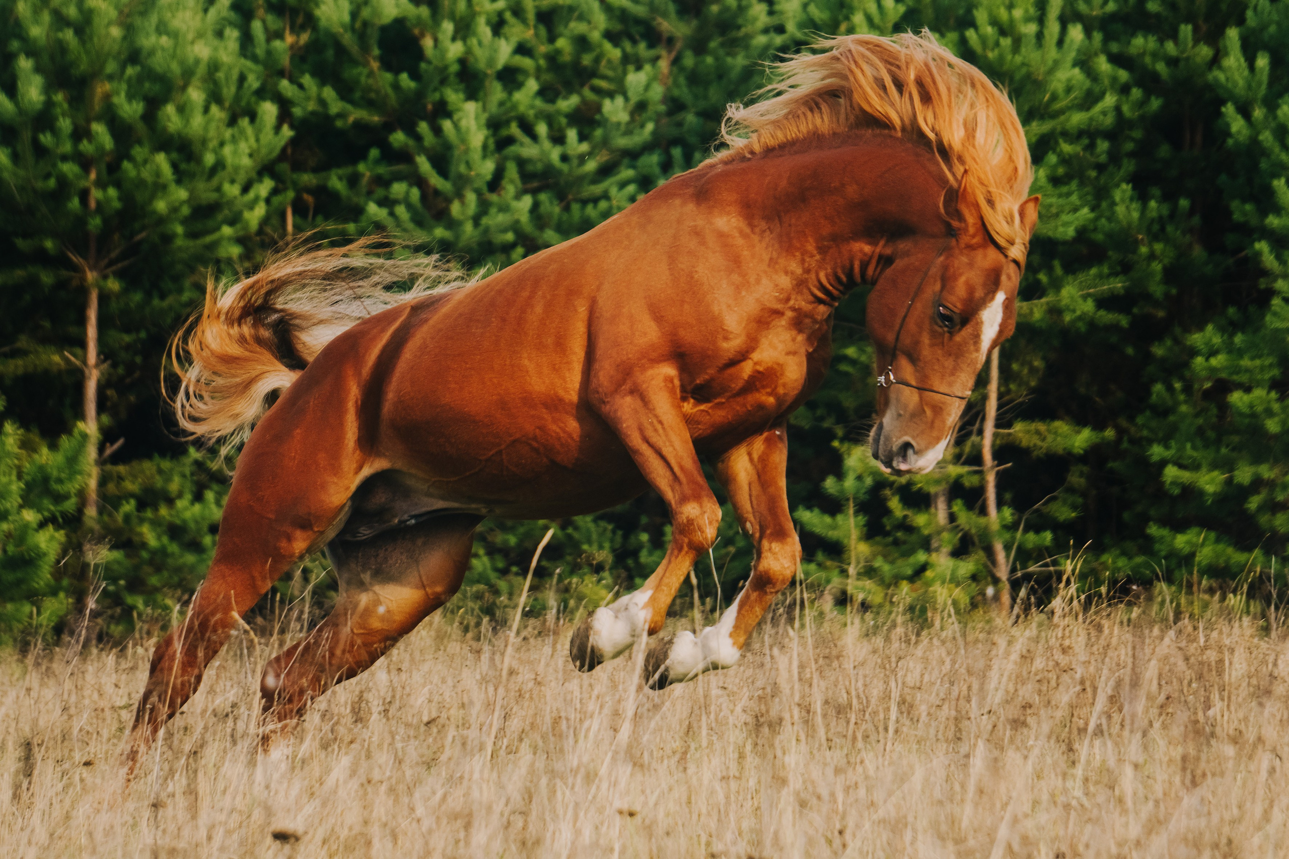 Life with horse. Saamill