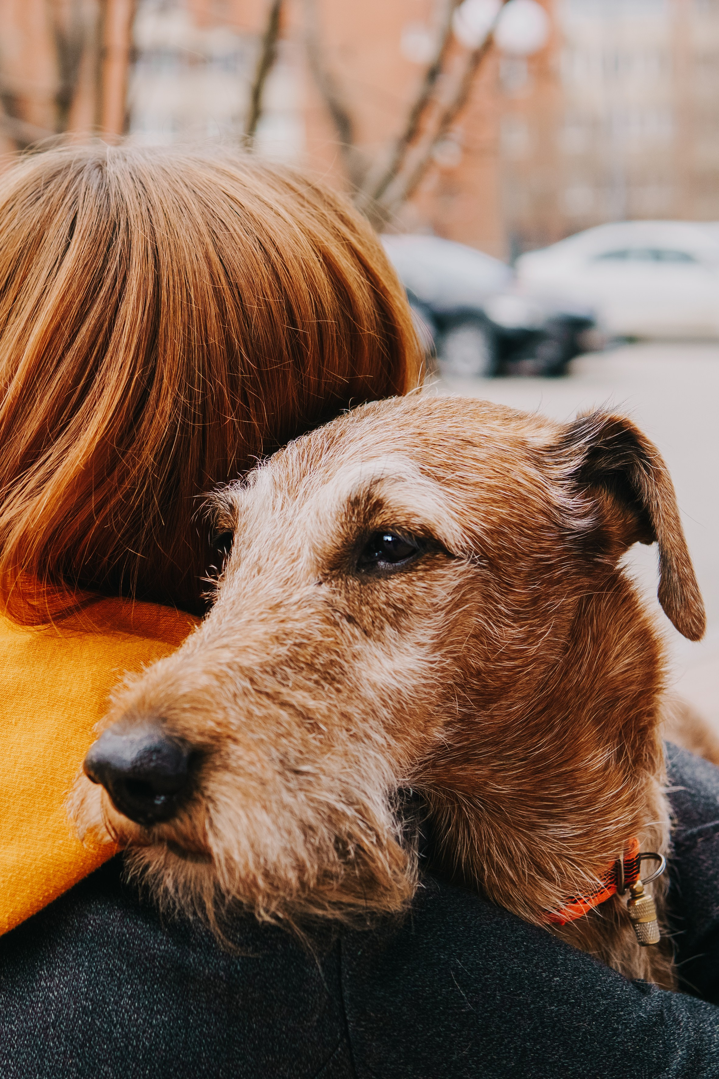 Life with dog. Saamill