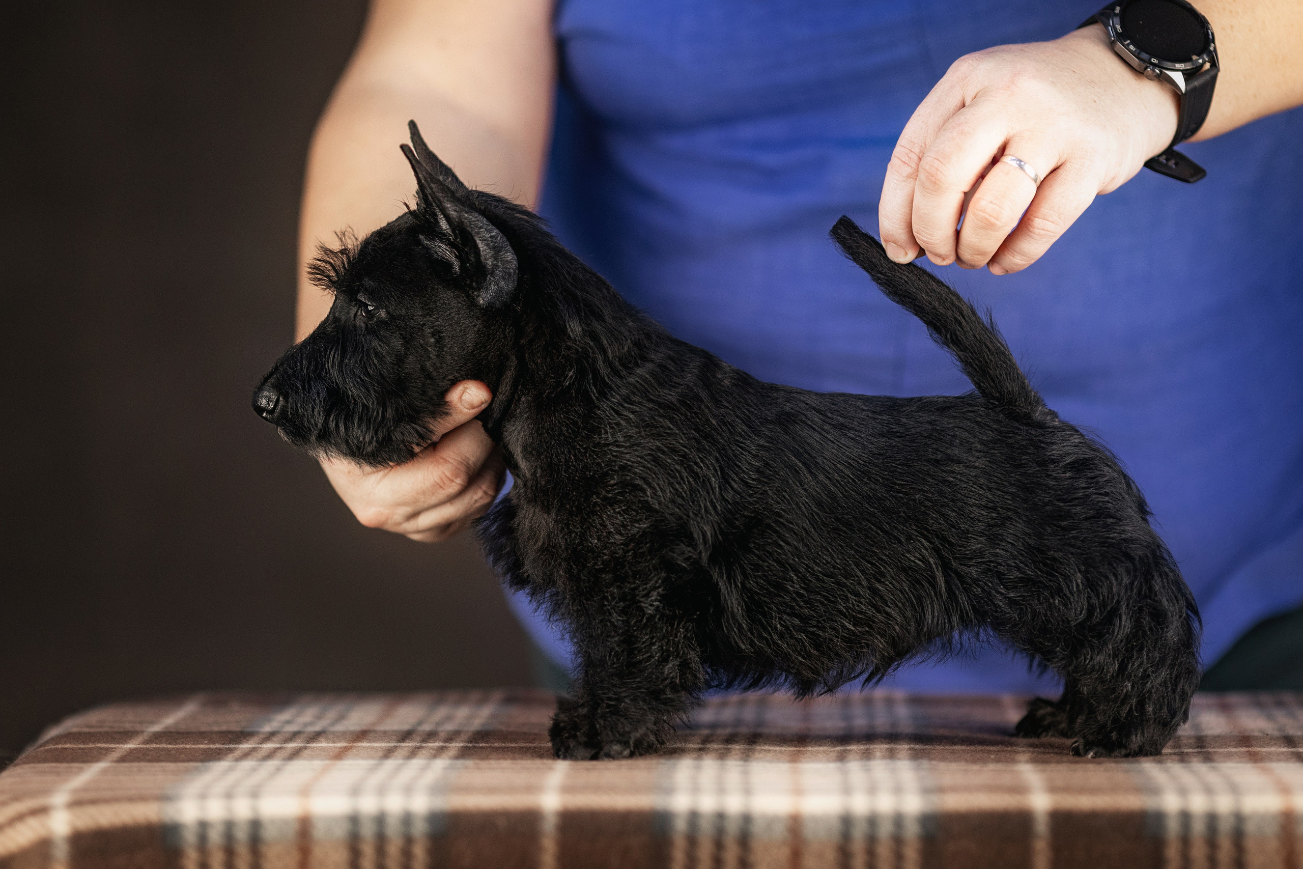 Скотчики. Фотограф анималист Аня Ливанова | Рыбинск