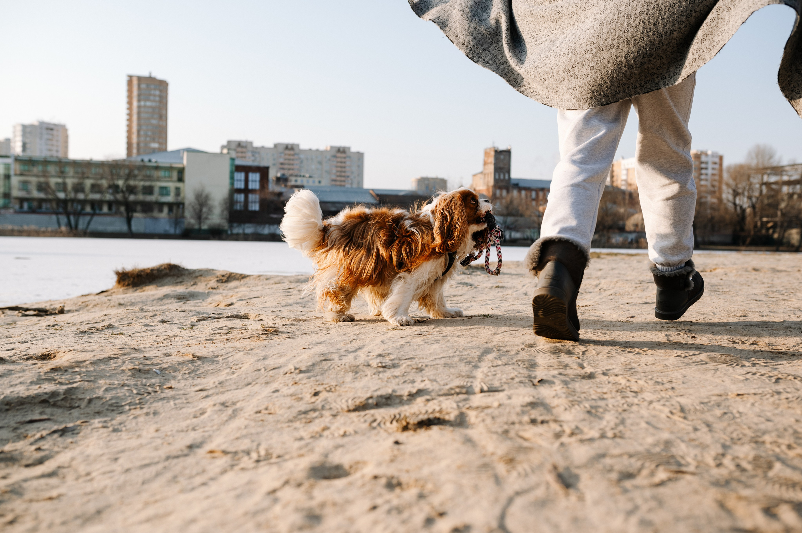 Лена и Арчи. Фотограф анималист в Москве Ольга Агушева
