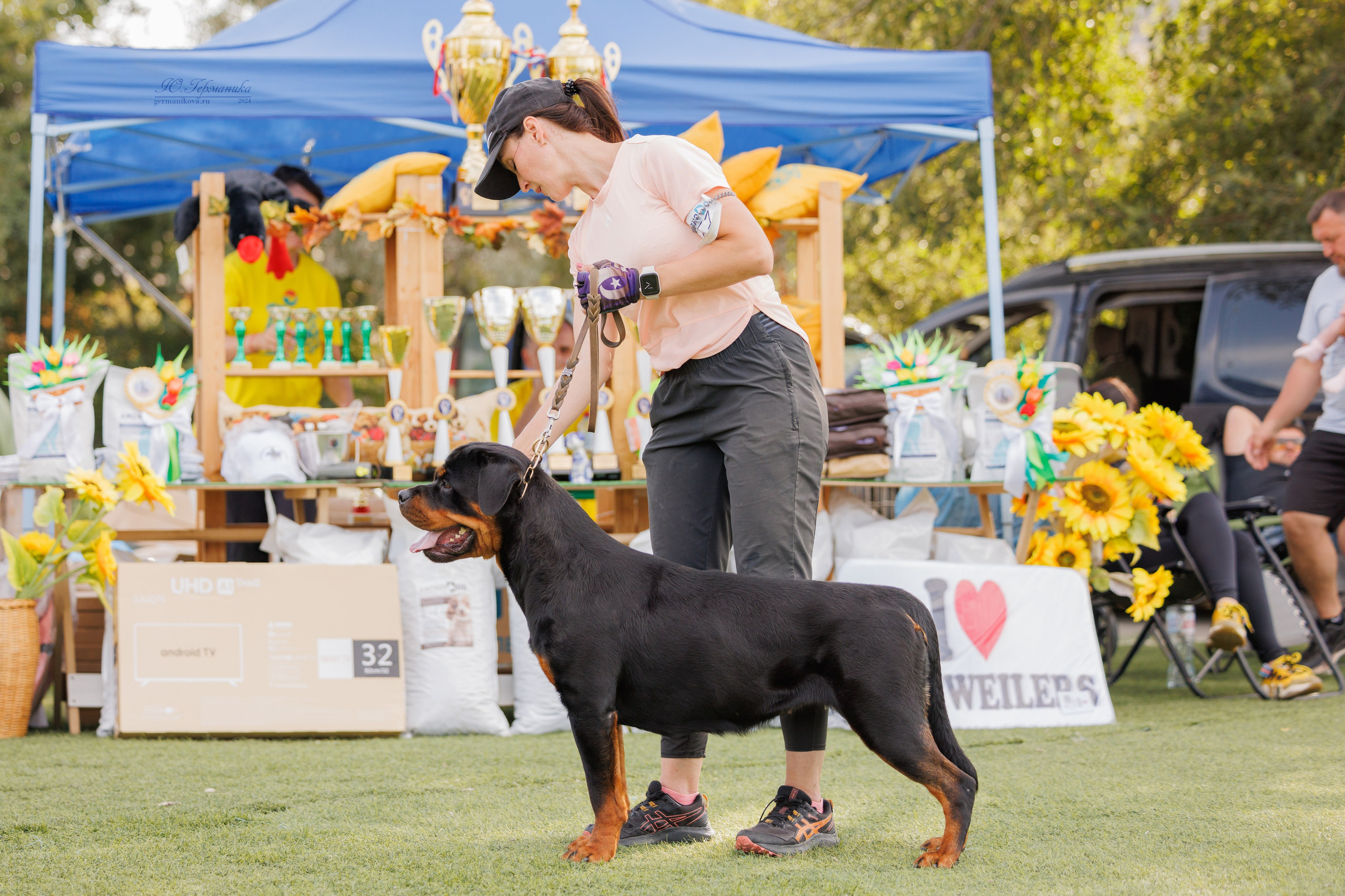 Анапа ротвейлеры 14-15.09.2024. Фотограф-анималист Юлия Германика