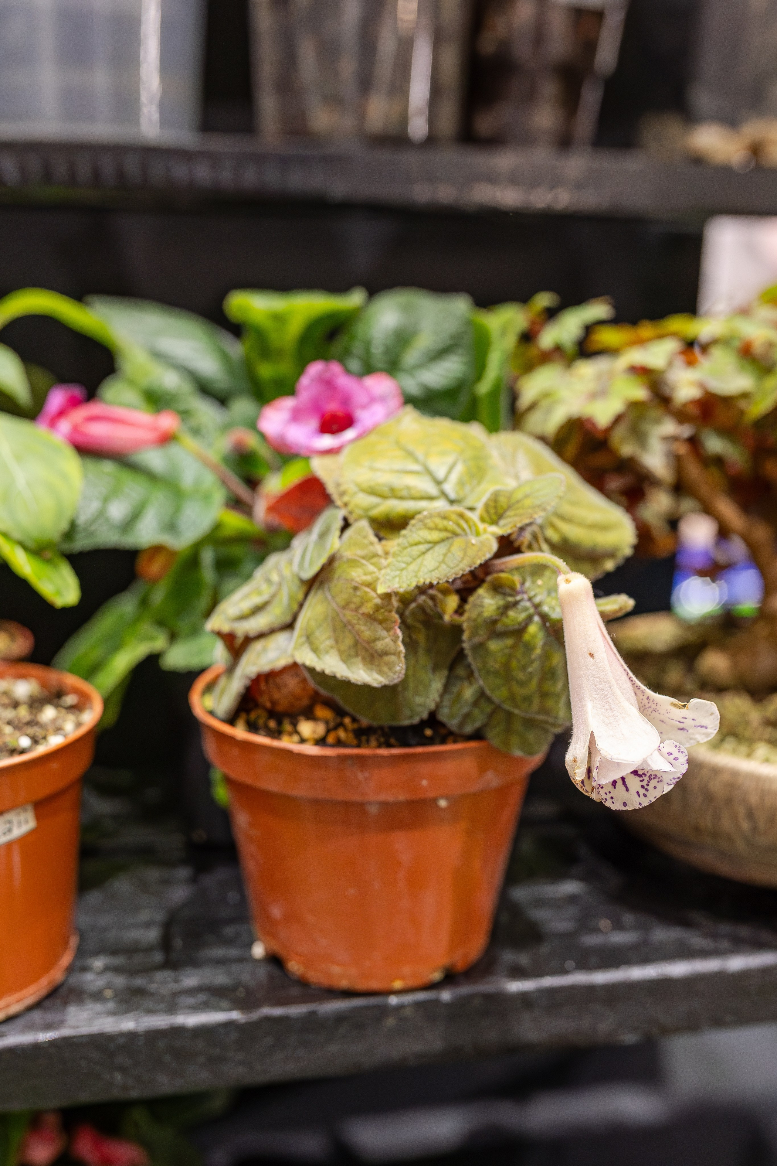 Монстериум апрель 2026. Александра Куликова фотограф, Москва