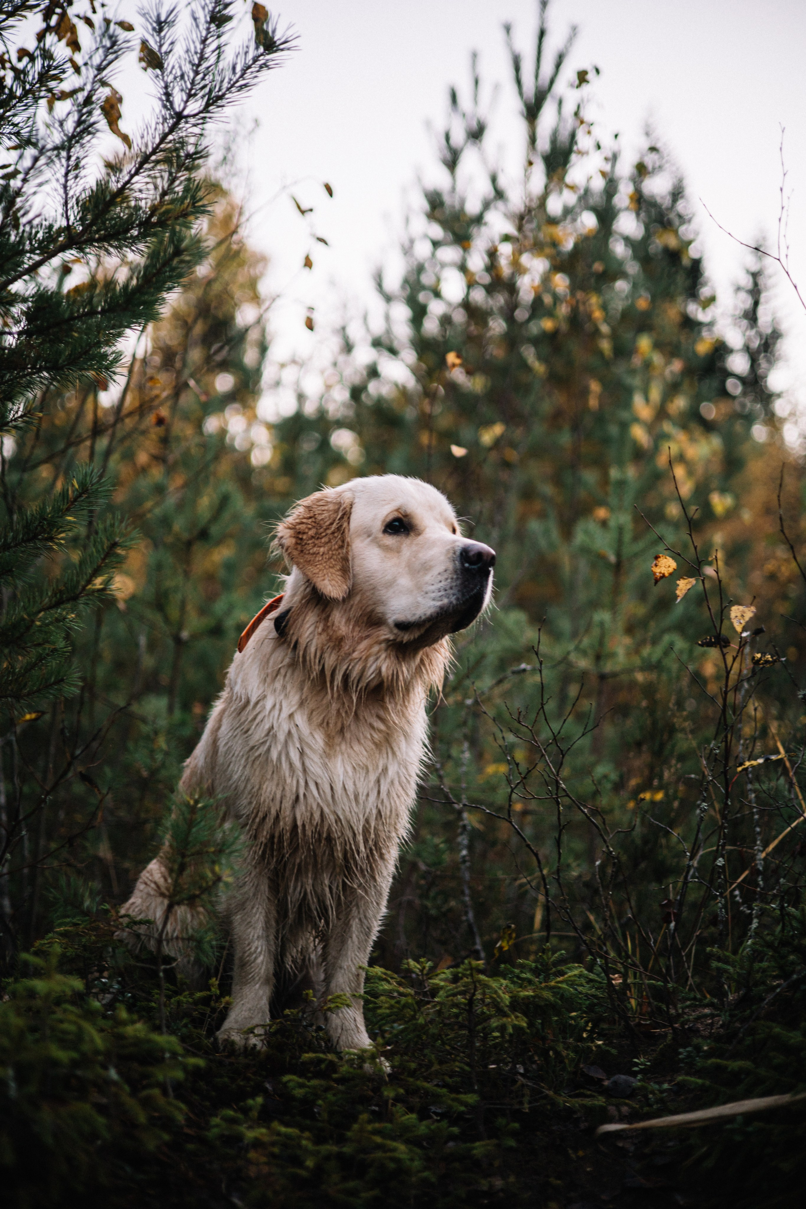 Для охотника