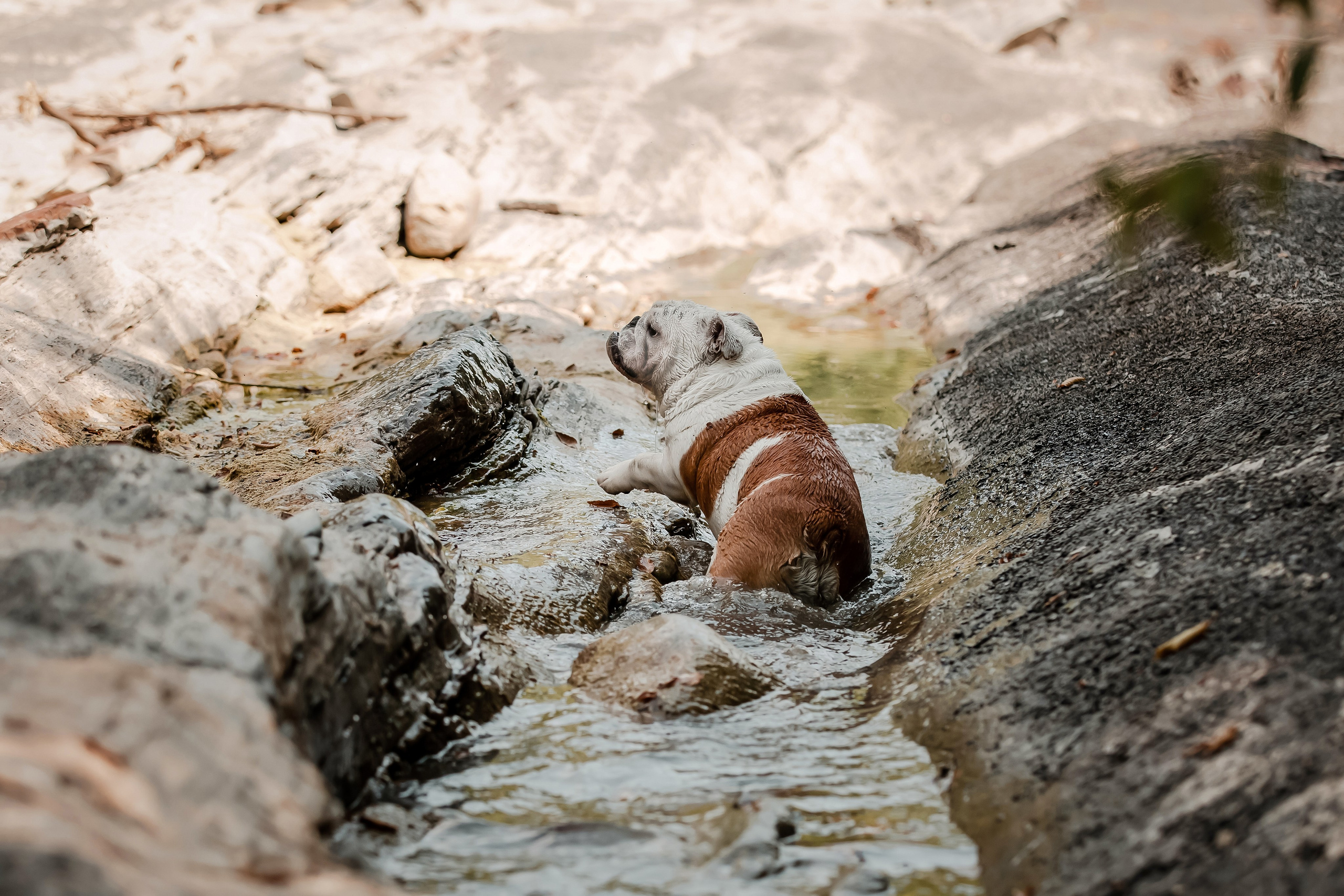 Фотосессия английского бульдога на речке. Фотограф-анималист в Краснодаре Маша Мельникова