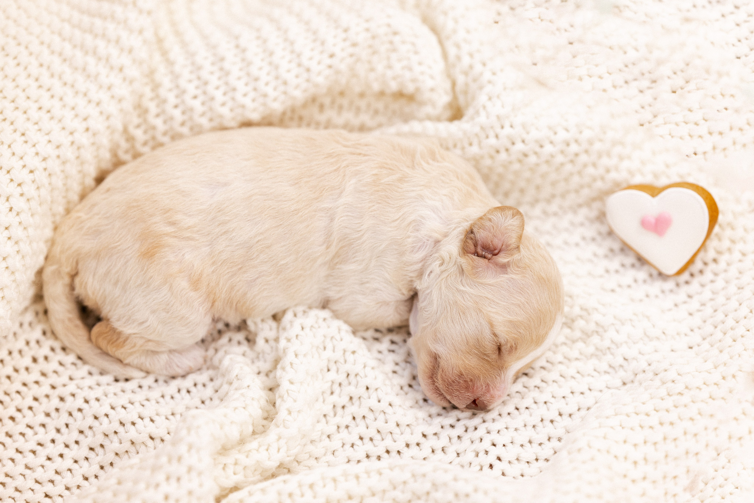 Лаготто Романьоло. Фотограф и видеограф анималист Аганина Дарья