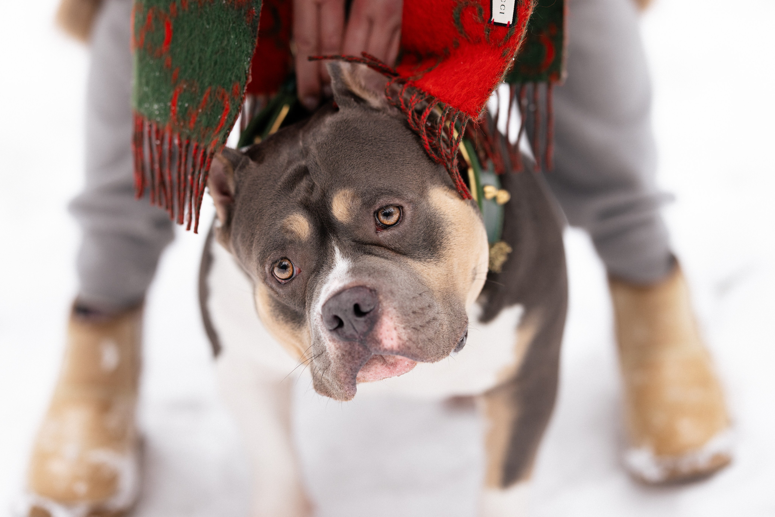 Лера и Наган. Фотограф и видеограф анималист Аганина Дарья
