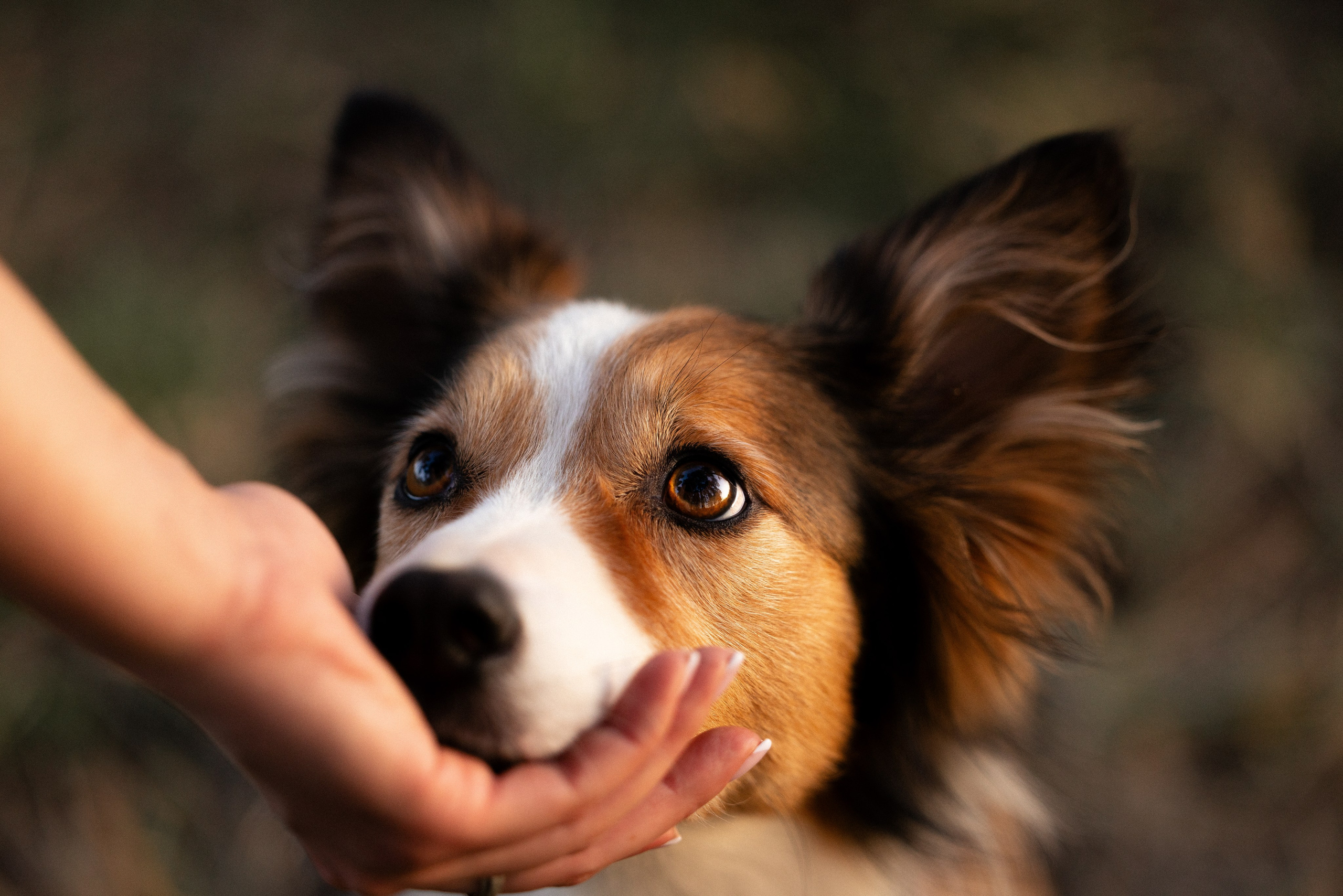 Разношерстная компания. Фотограф и видеограф анималист Аганина Дарья