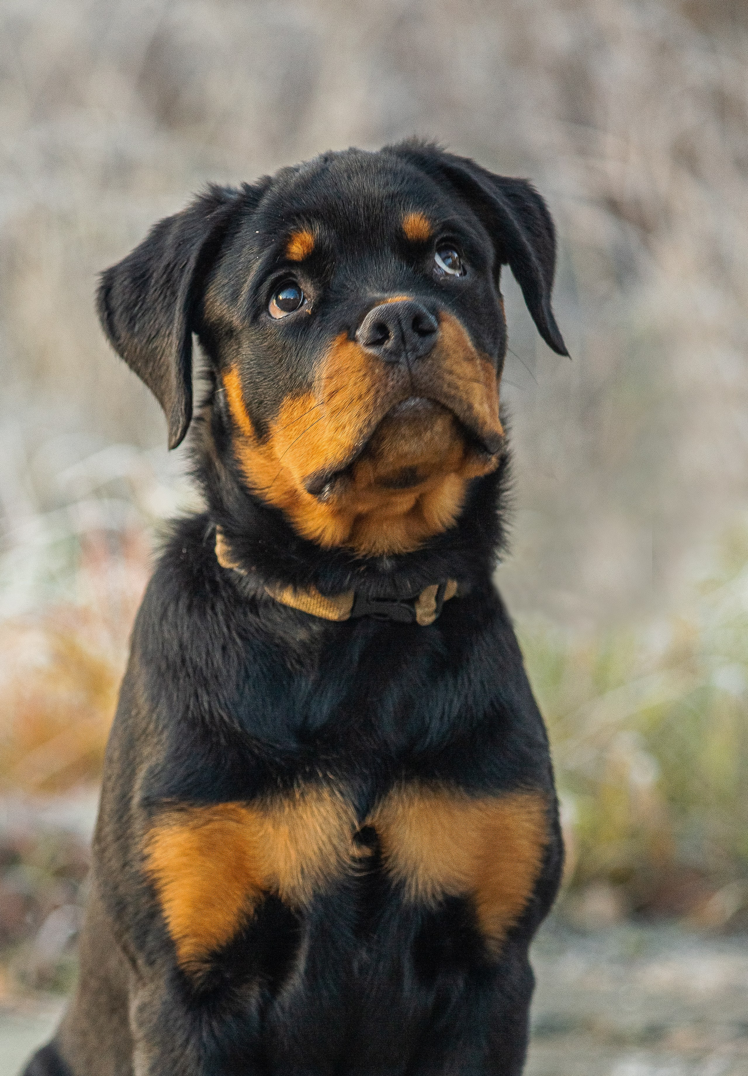 Животные. Авторские туры с профессиональным фотографом