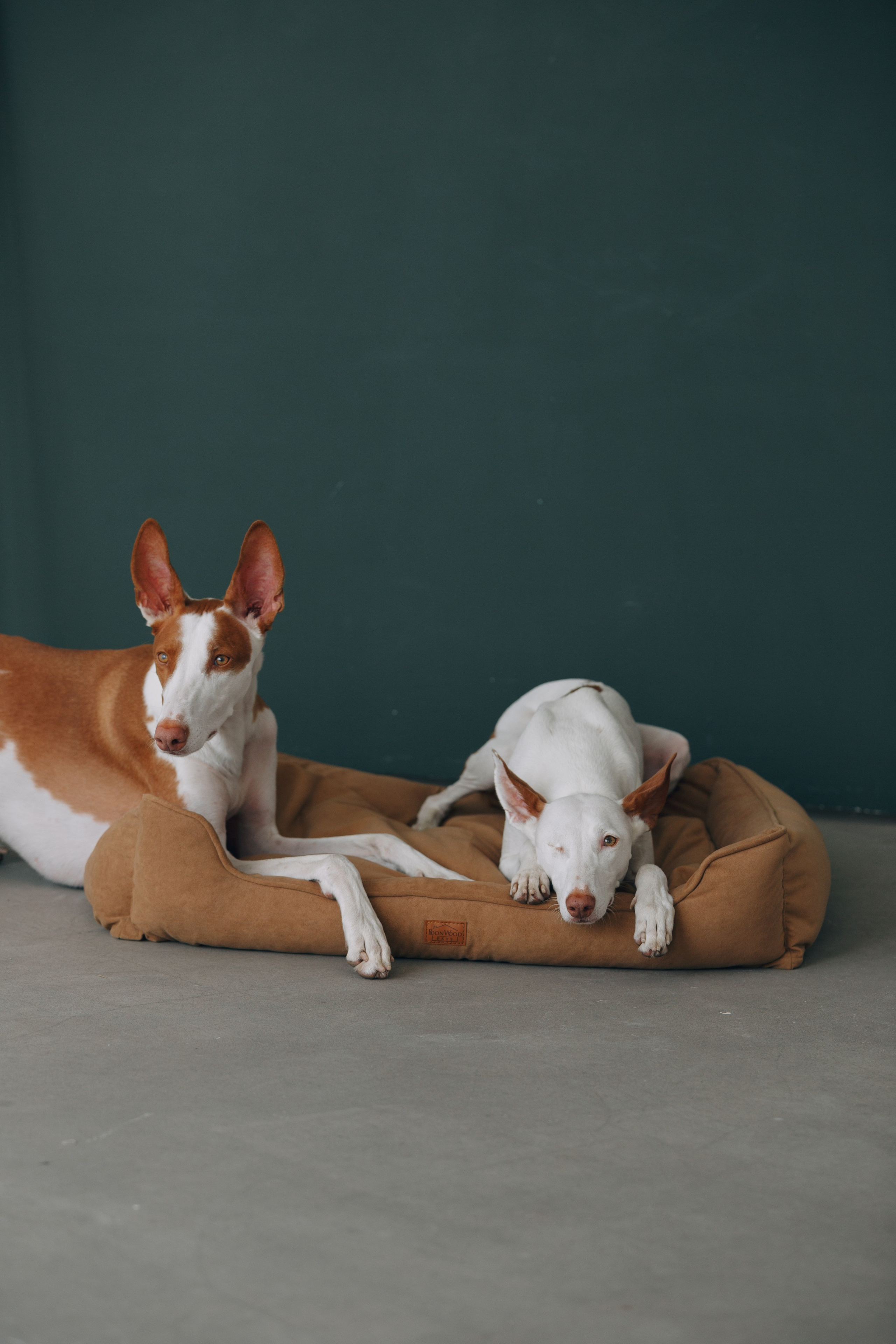 Boonwood Pets лежанки для животных. Фотограф анималист Кристина Карпова, Москва