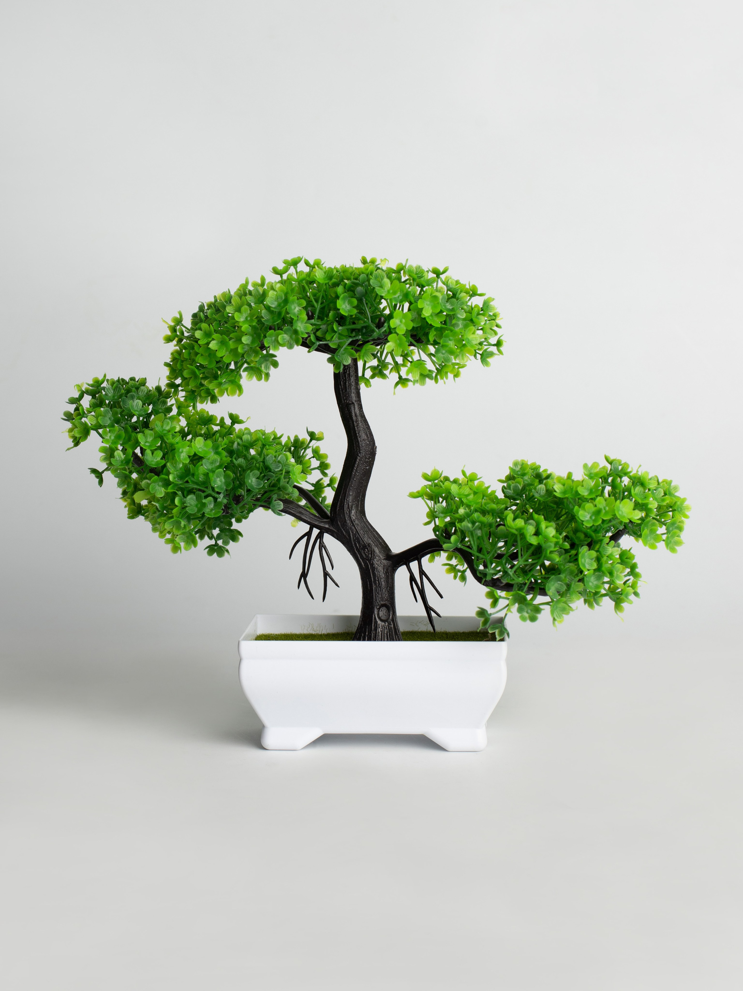 Декоративные деревья. Коммерческий фотограф в Санкт-Петербурге (СПб) Екатерина Панчёха, Панчёшка