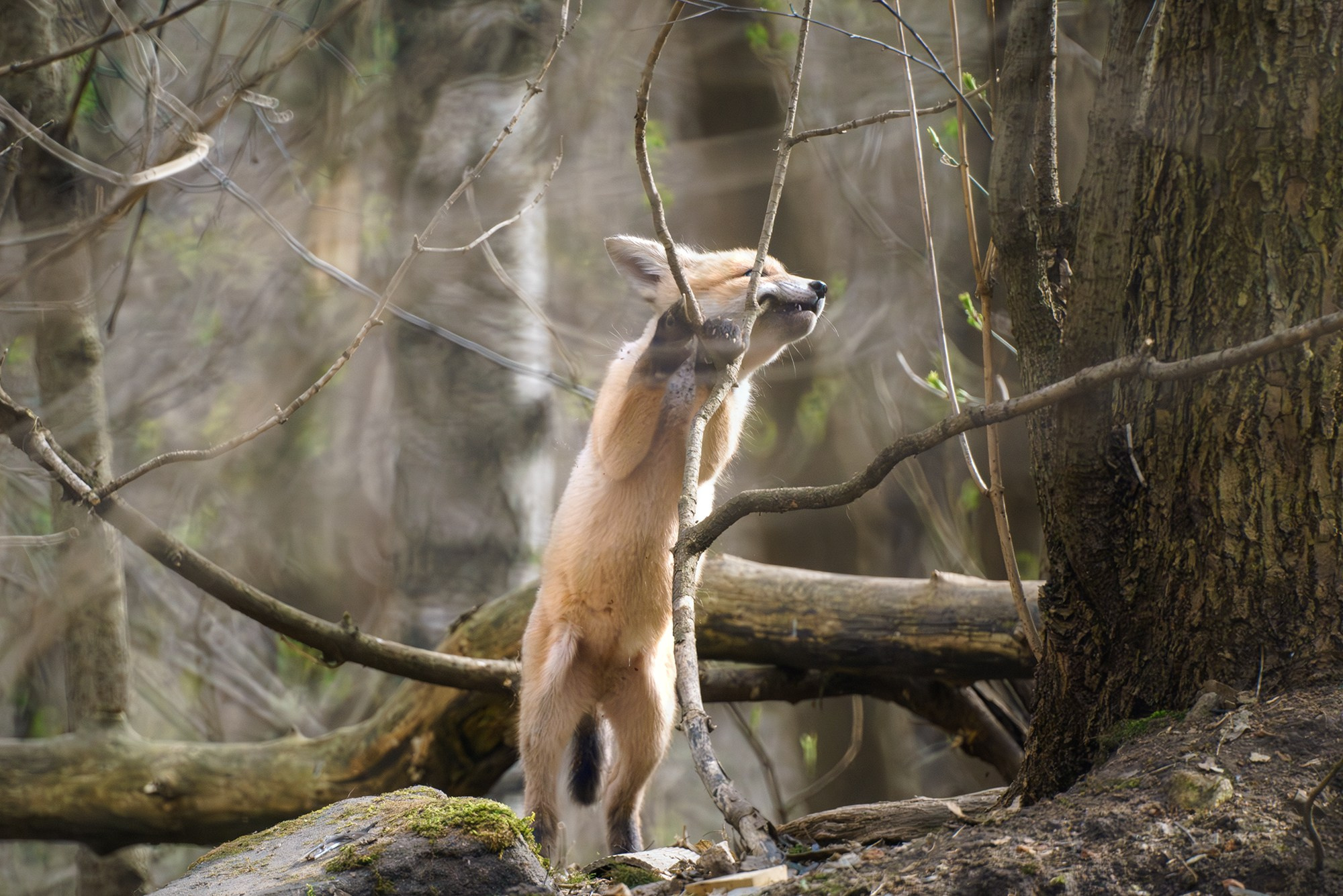 Животные. Ваш личный фотограф Марина Волкова