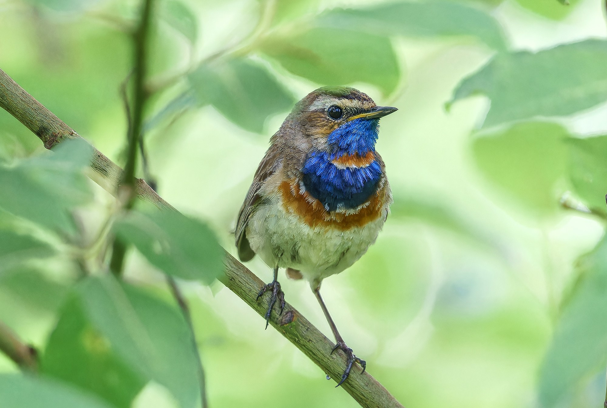 Удивительные мир птиц. Вокруг нас столько прекрасного — присмотритесь!. Ваш личный фотограф Марина Волкова