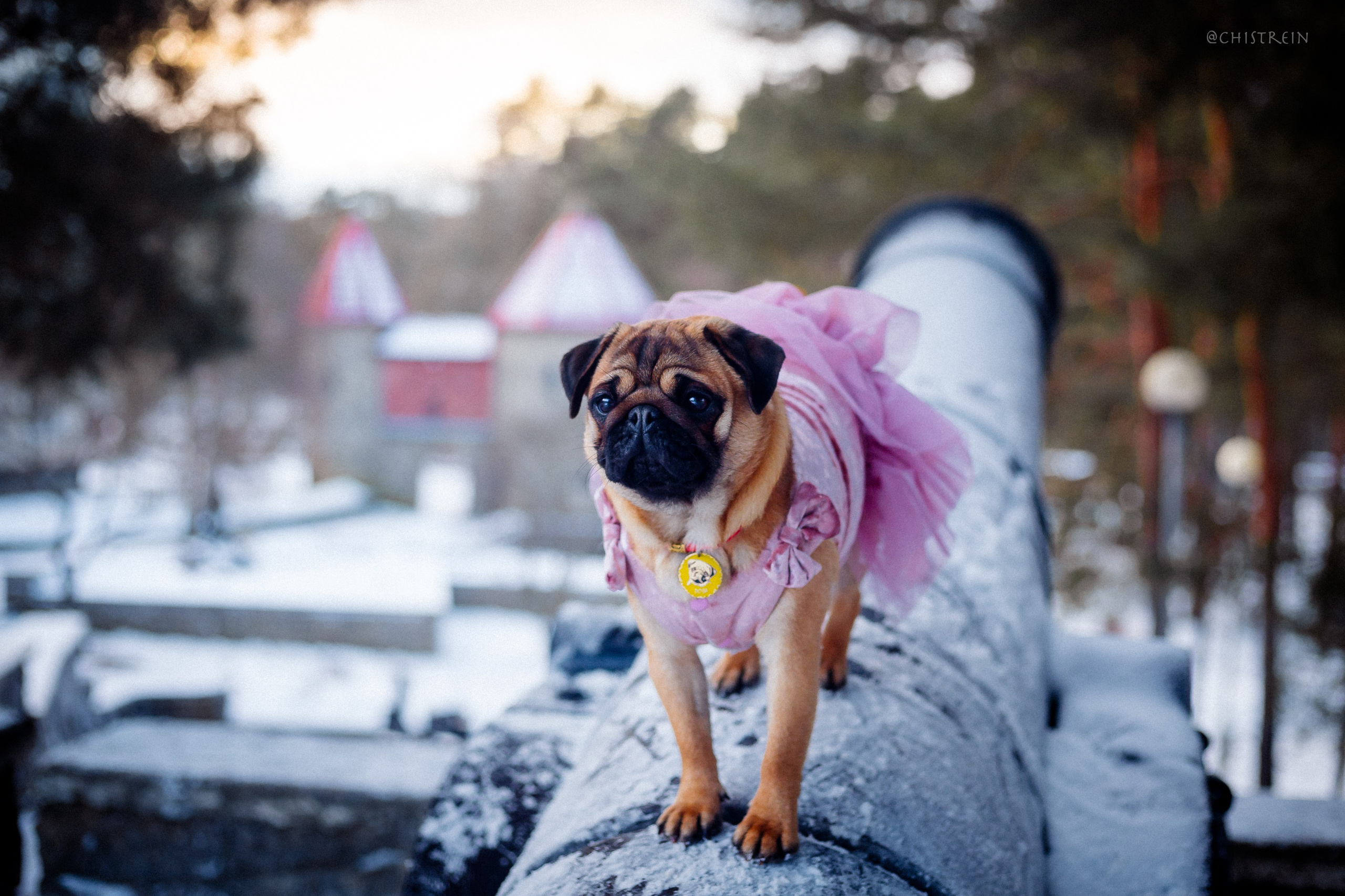 Новогоднее настроение. Роза. Фотограф-анималист Наталия Чистюхина в г. Сосновый Бор и ЛО