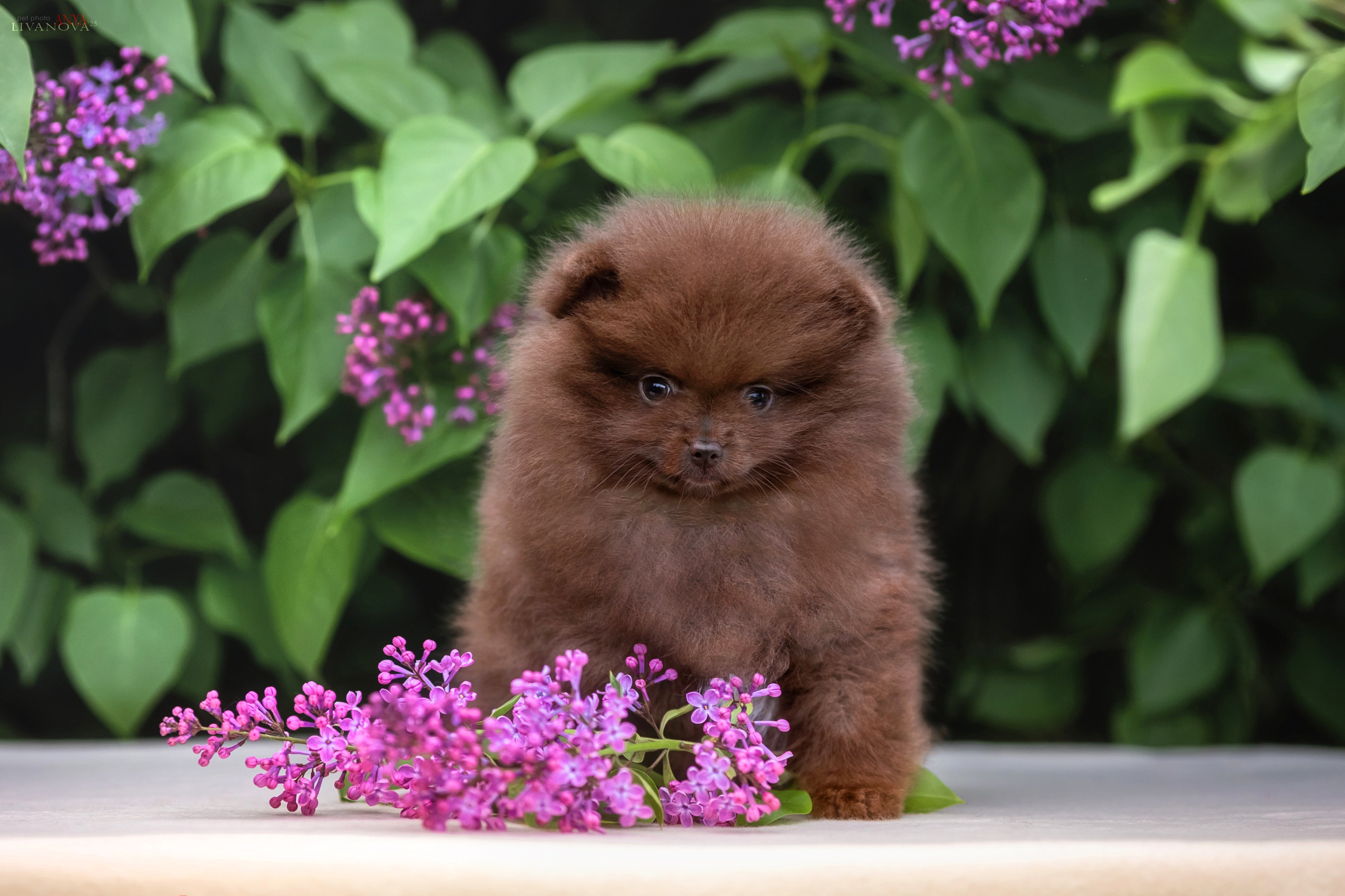 Шпицы. Фотограф анималист Аня Ливанова | Рыбинск