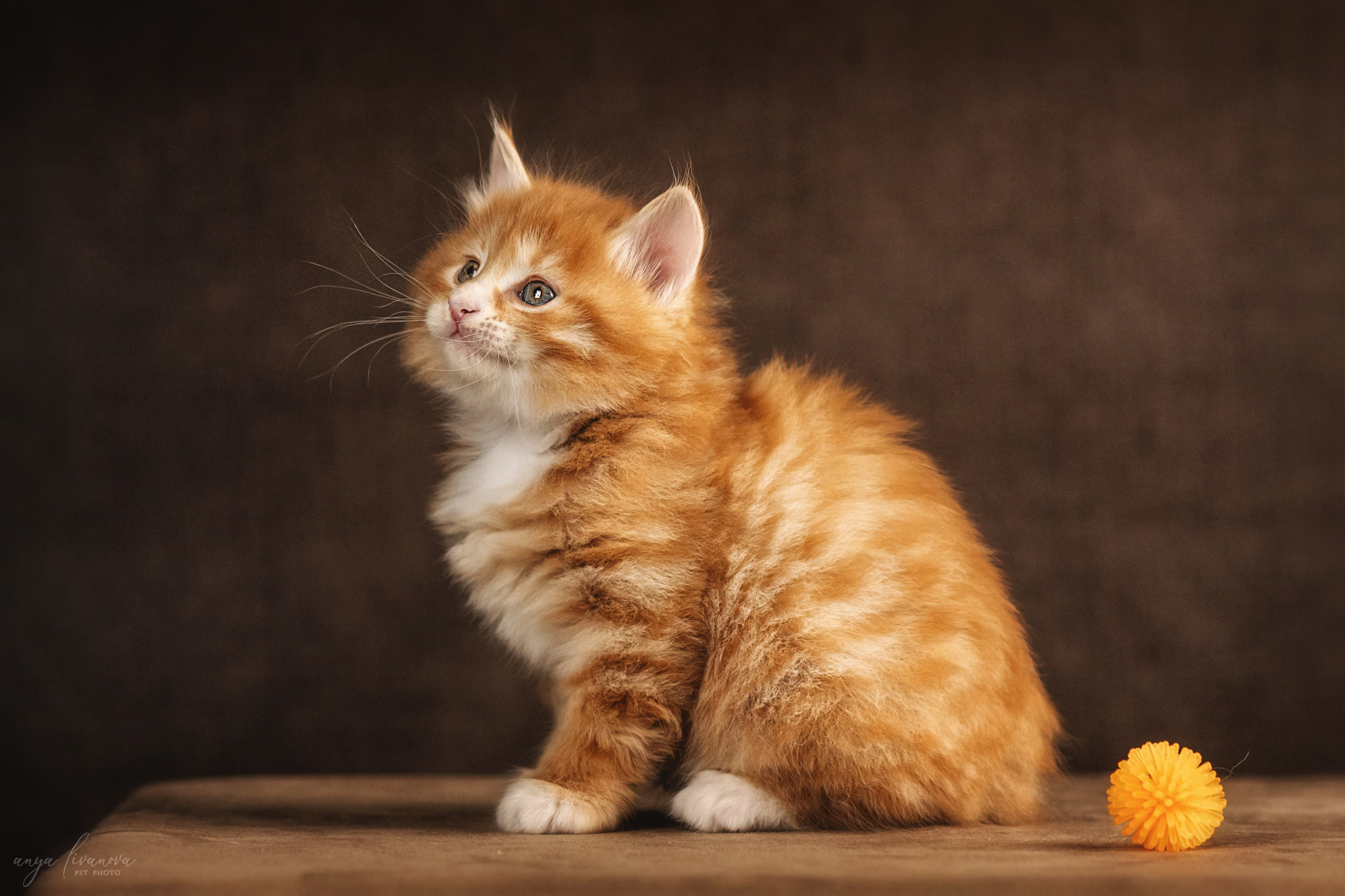 Курильские бобтейлы. Фотограф анималист Аня Ливанова | Рыбинск