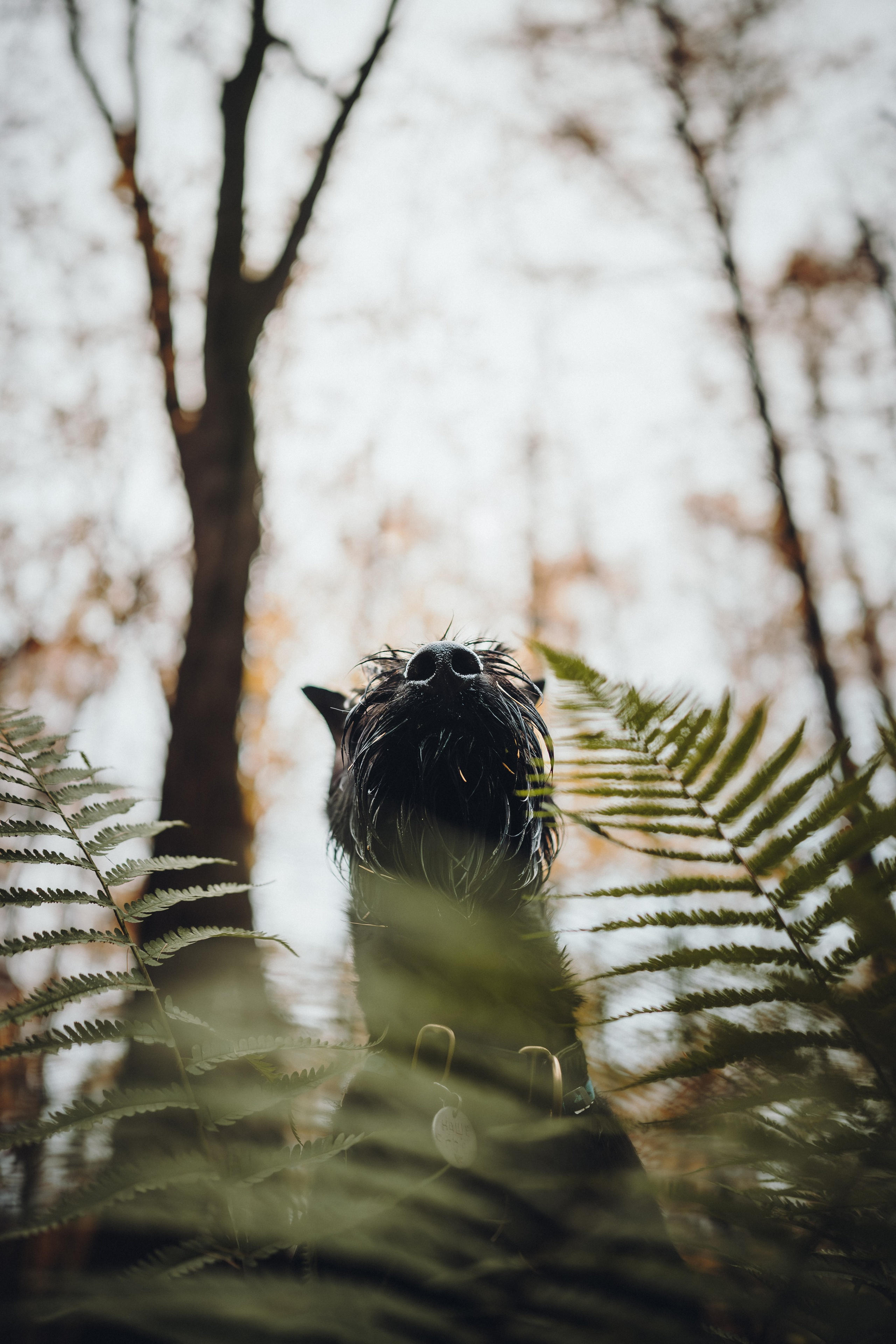 Даша и Умбра. Семейный фотограф анималист Ананьева Мария — Москва