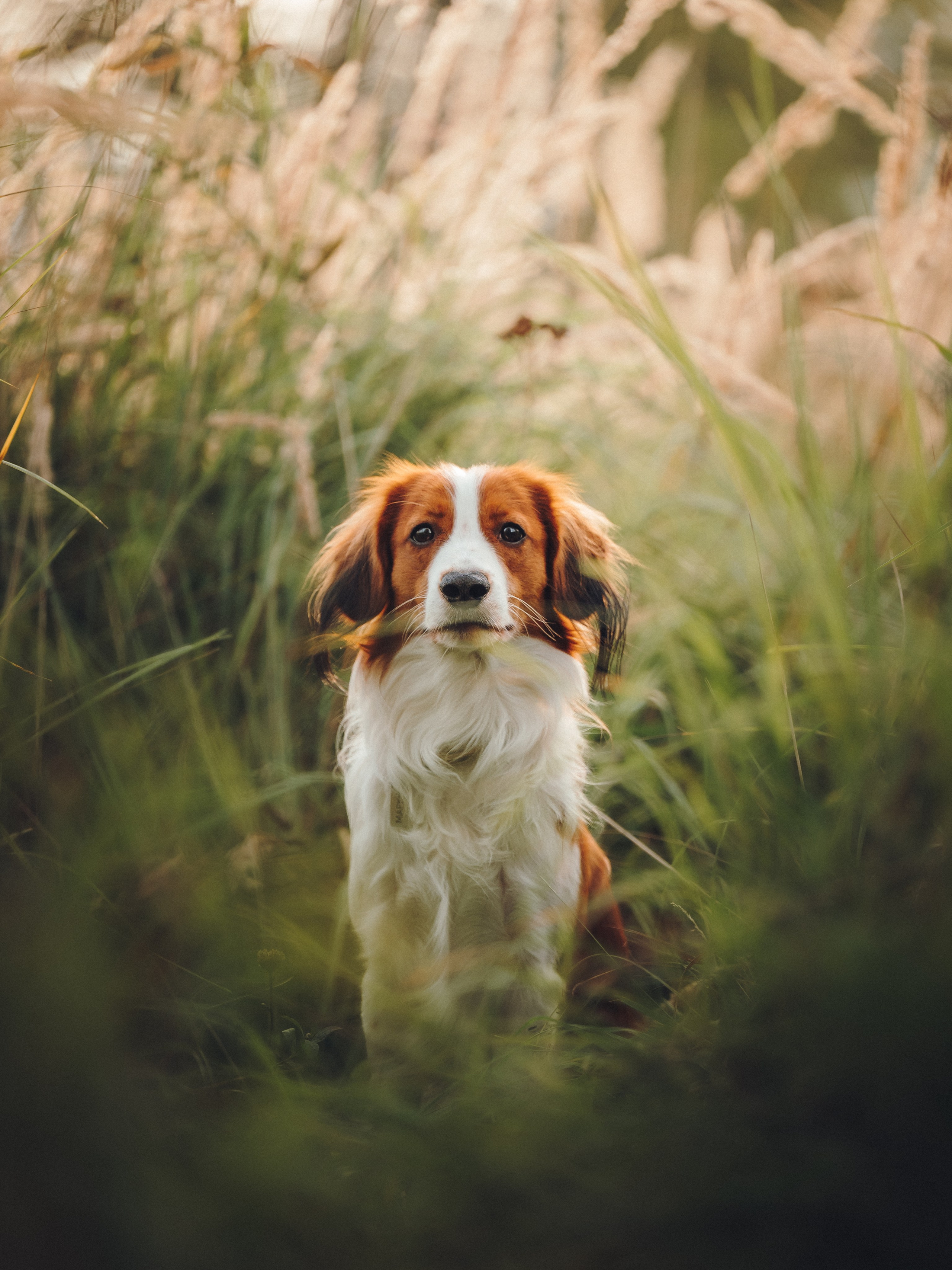 Семейная фотосессия с питомцем. Семейный фотограф анималист Ананьева Мария — Москва