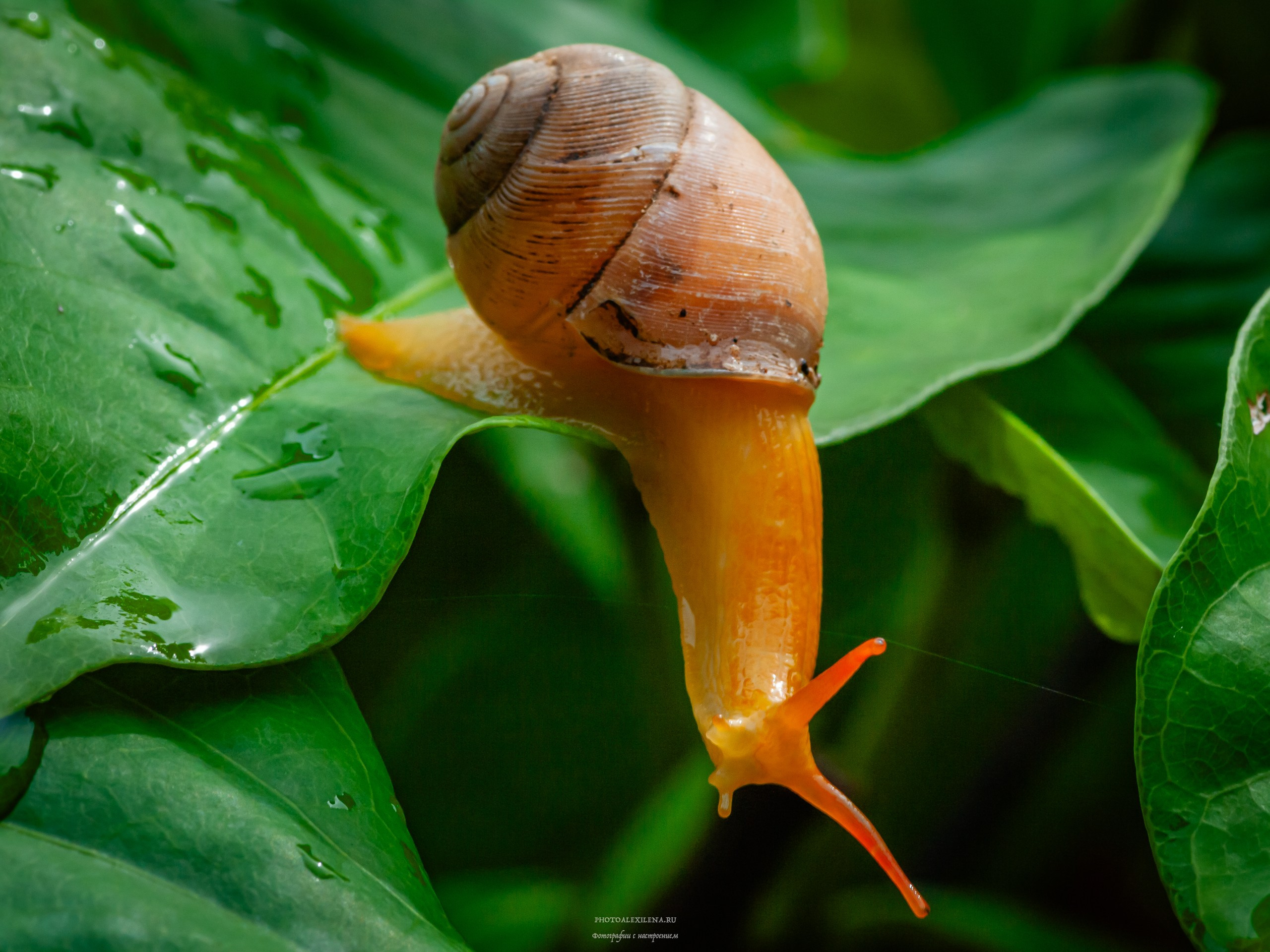 Все оттенки зелёного. Авторские стильные фотокартины