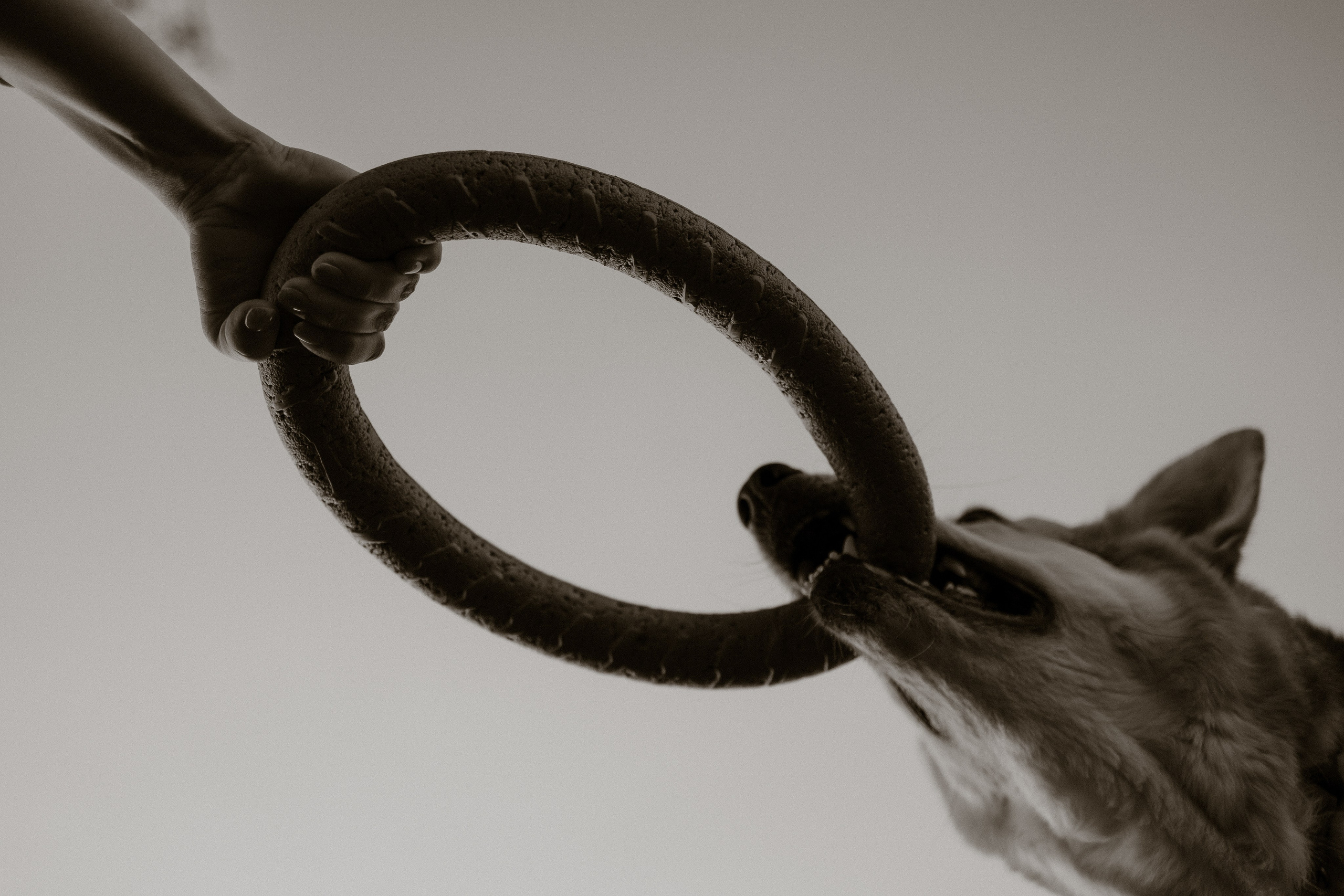 Саша и Зельда. Фотограф — Анималист | Санкт-Петербург