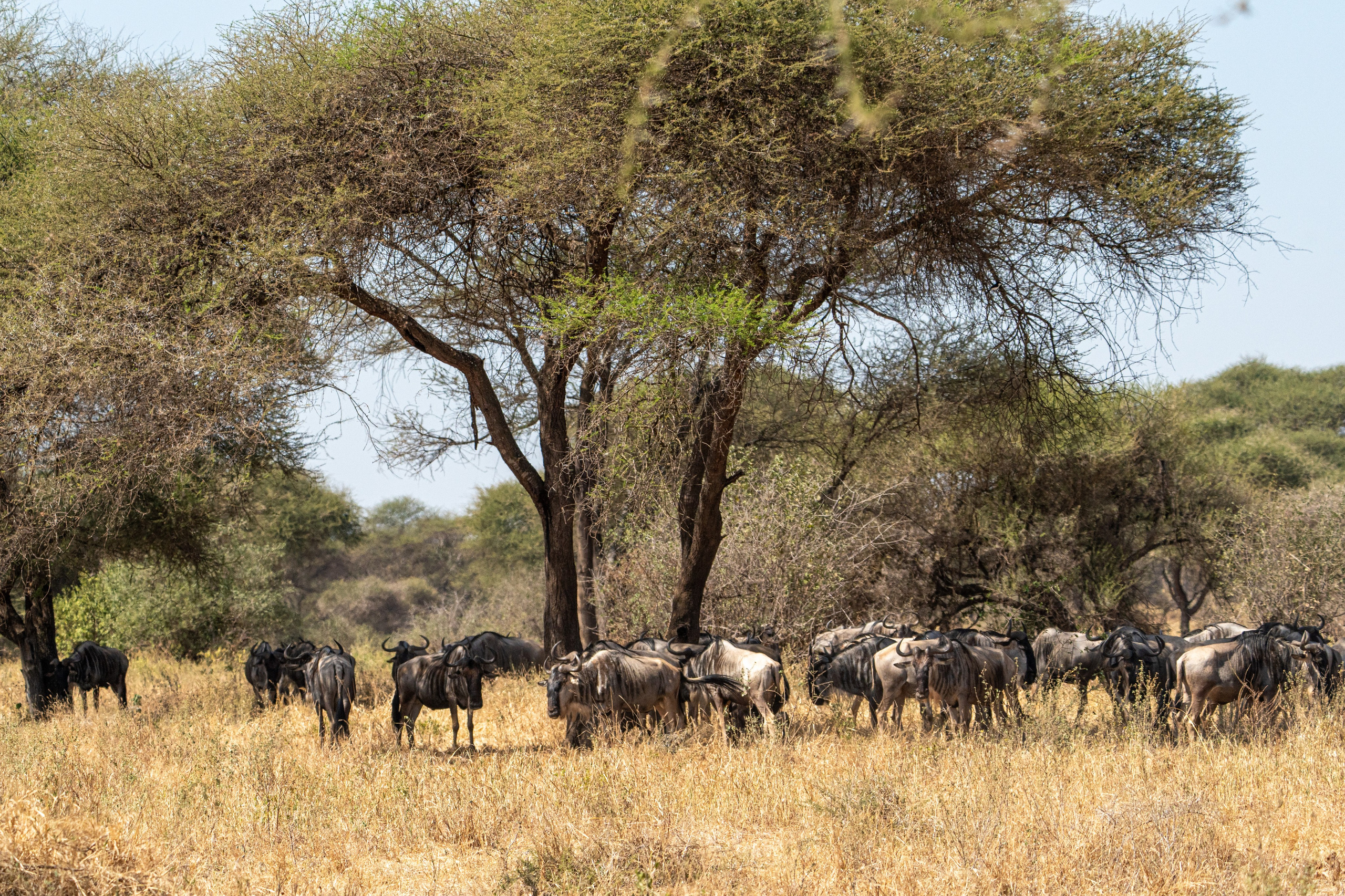 Танзания, сафари, 2025. Творческие сьемки