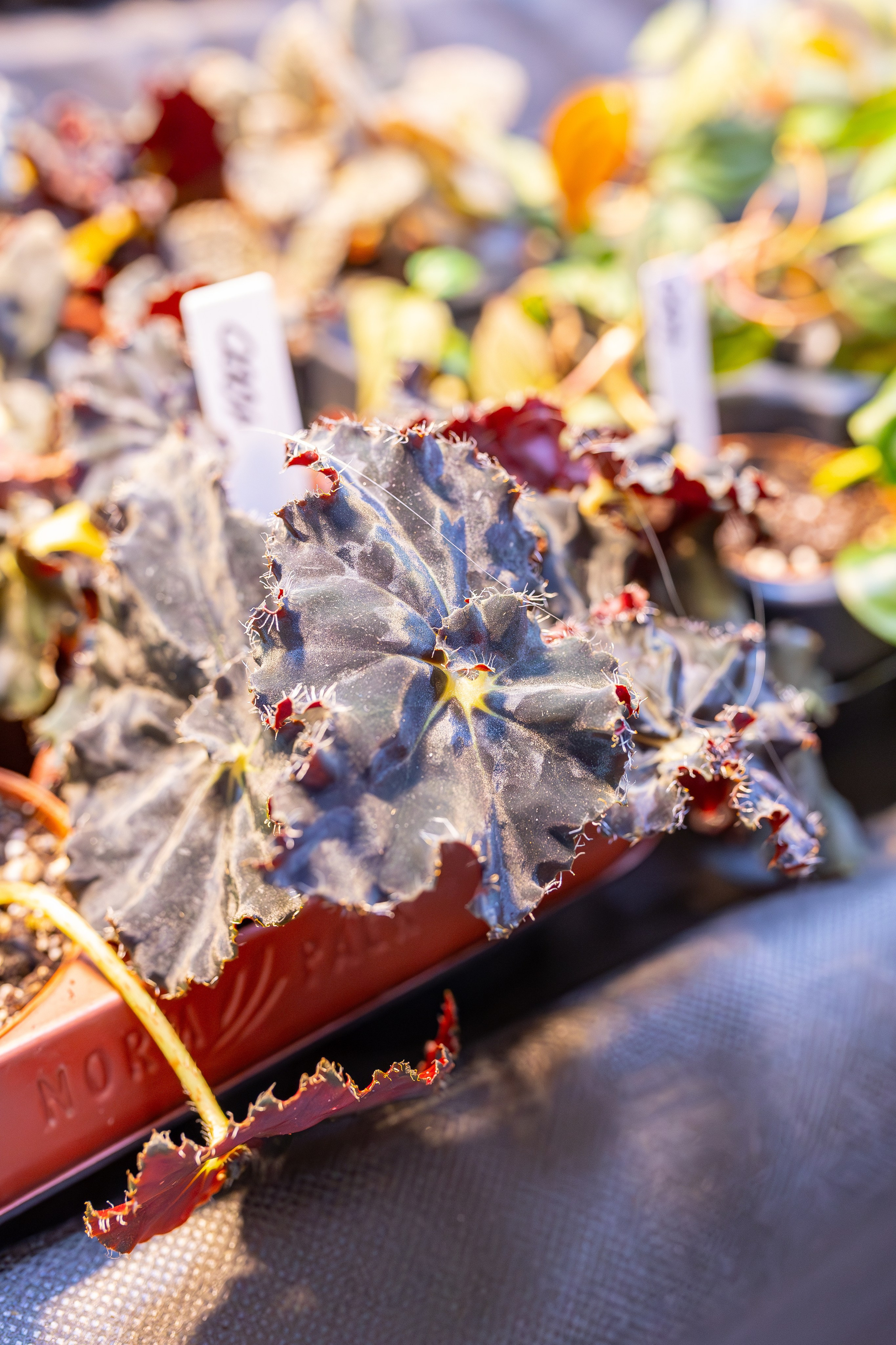 Монстериум апрель 2026. Александра Куликова фотограф, Москва