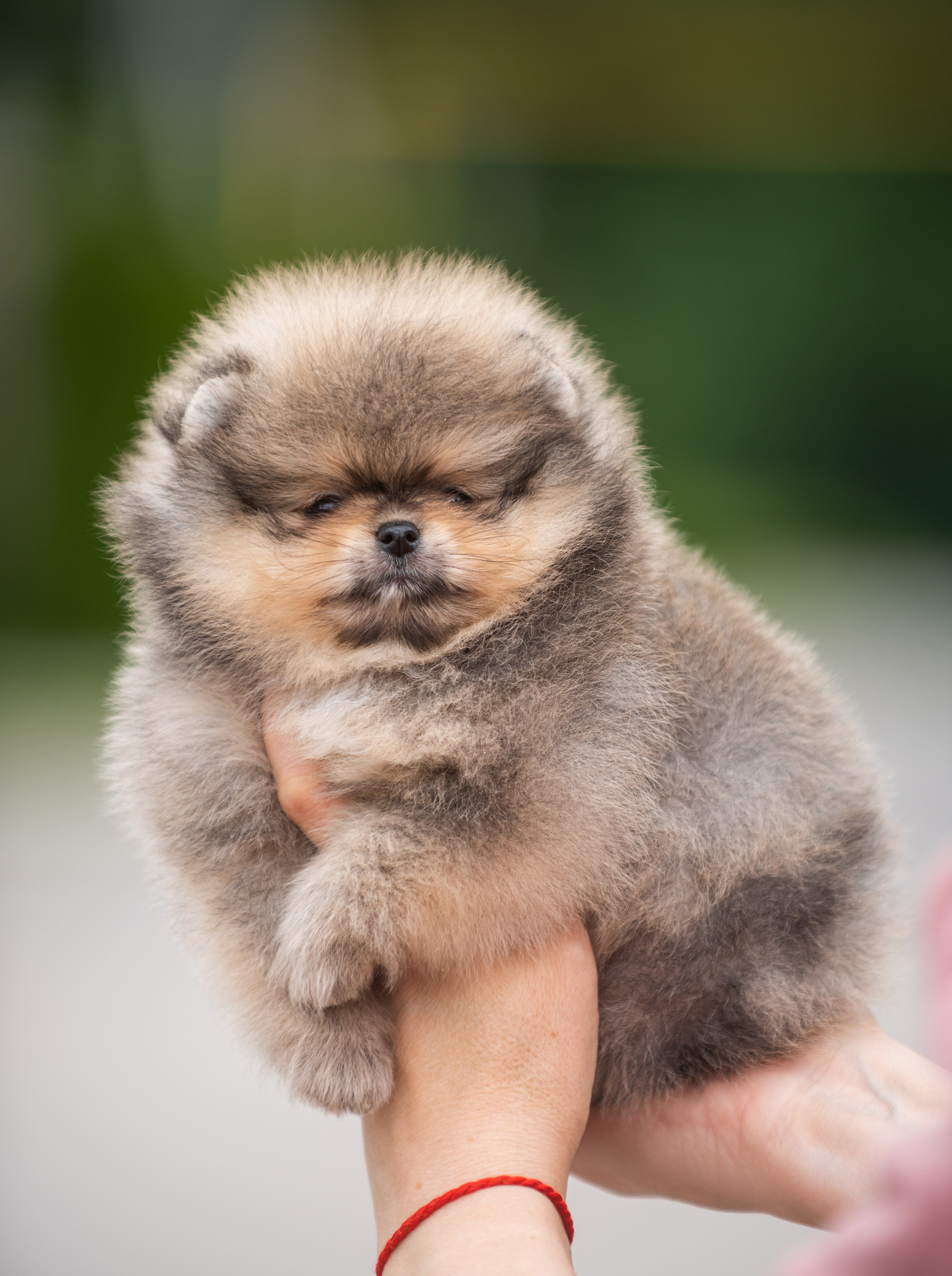 Шпицы щенки. Главная