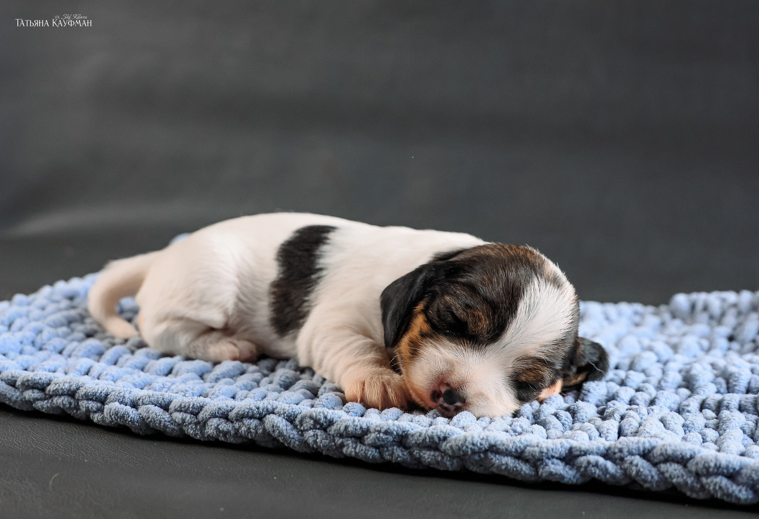 Малые вандейские бассет гриффоны. PVBG. Petit vandeen basset griffon, щенки в новосибирске. Питомник White Rivendel