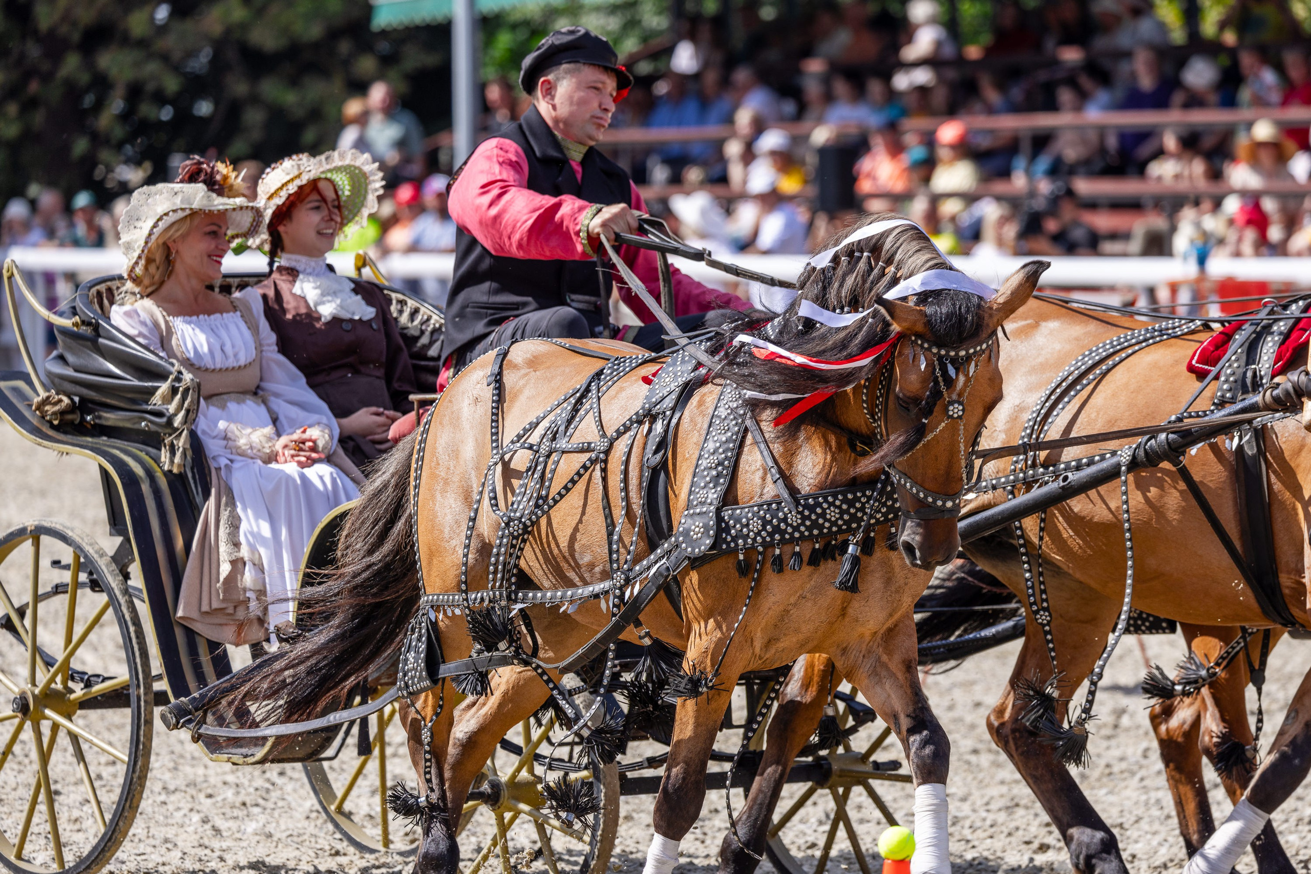 Конные выставки. Mrs.Aquarelia Конный фотограф Марианна Леонтьева