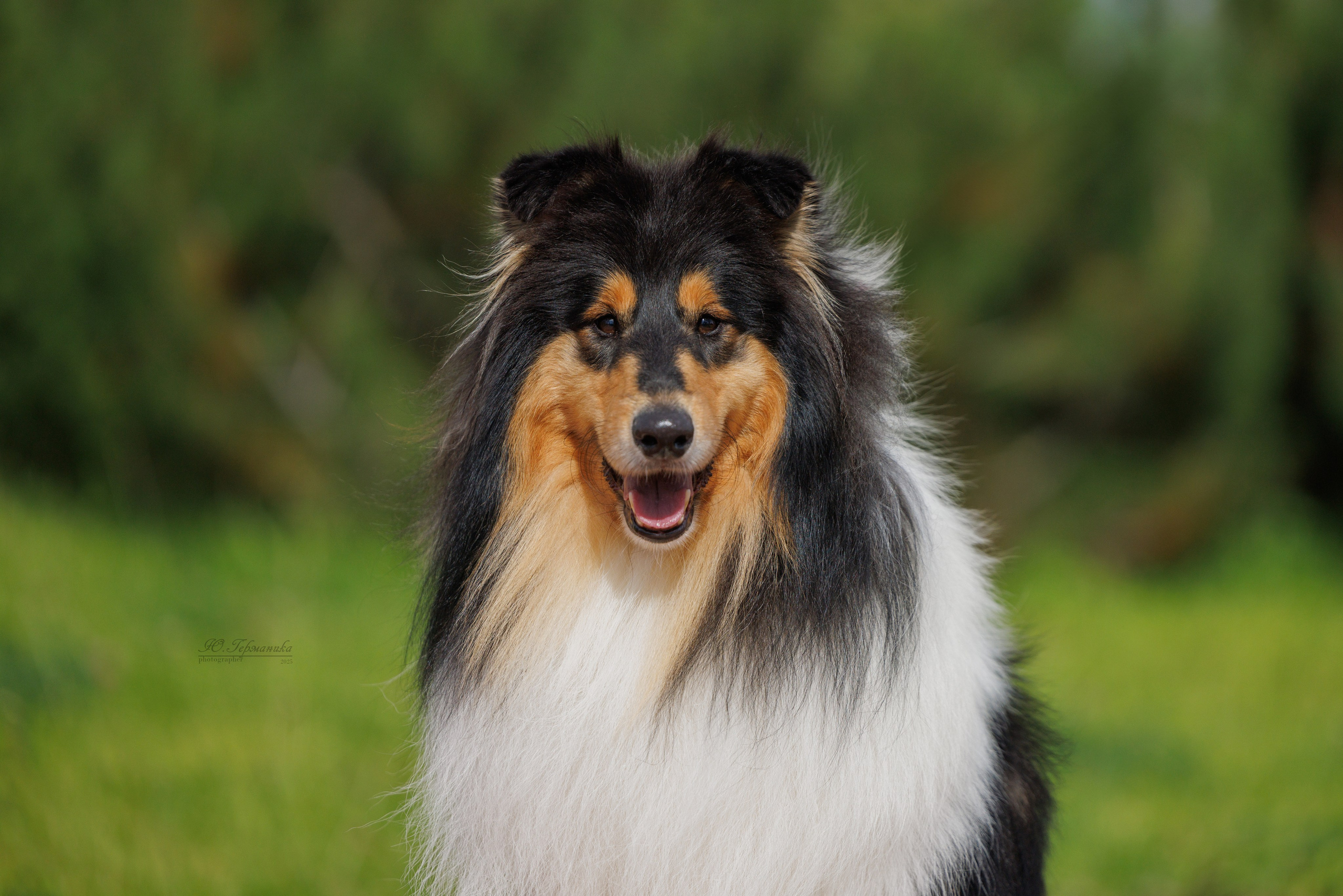 Переславль 5-7.08.2025. Фотограф-анималист Юлия Германика