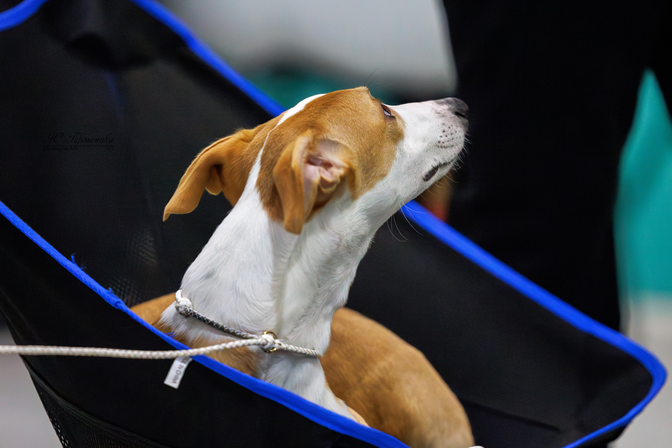 Питер ротвейлеры 18.01,Крокус 19.01.2025. Фотограф-анималист Юлия Германика