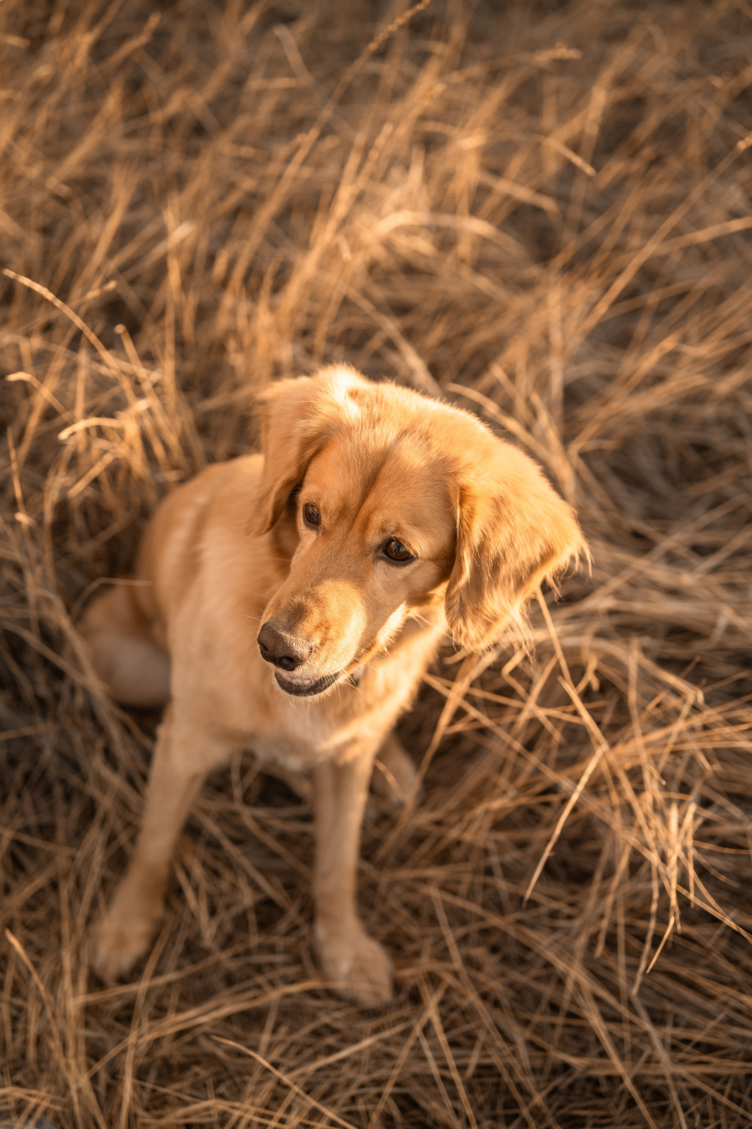 Фотосессия с собакой. Портретный фотограф в Чите Анна Камратова. Помогу Вам создать историю, в которой Вы — главный герой!