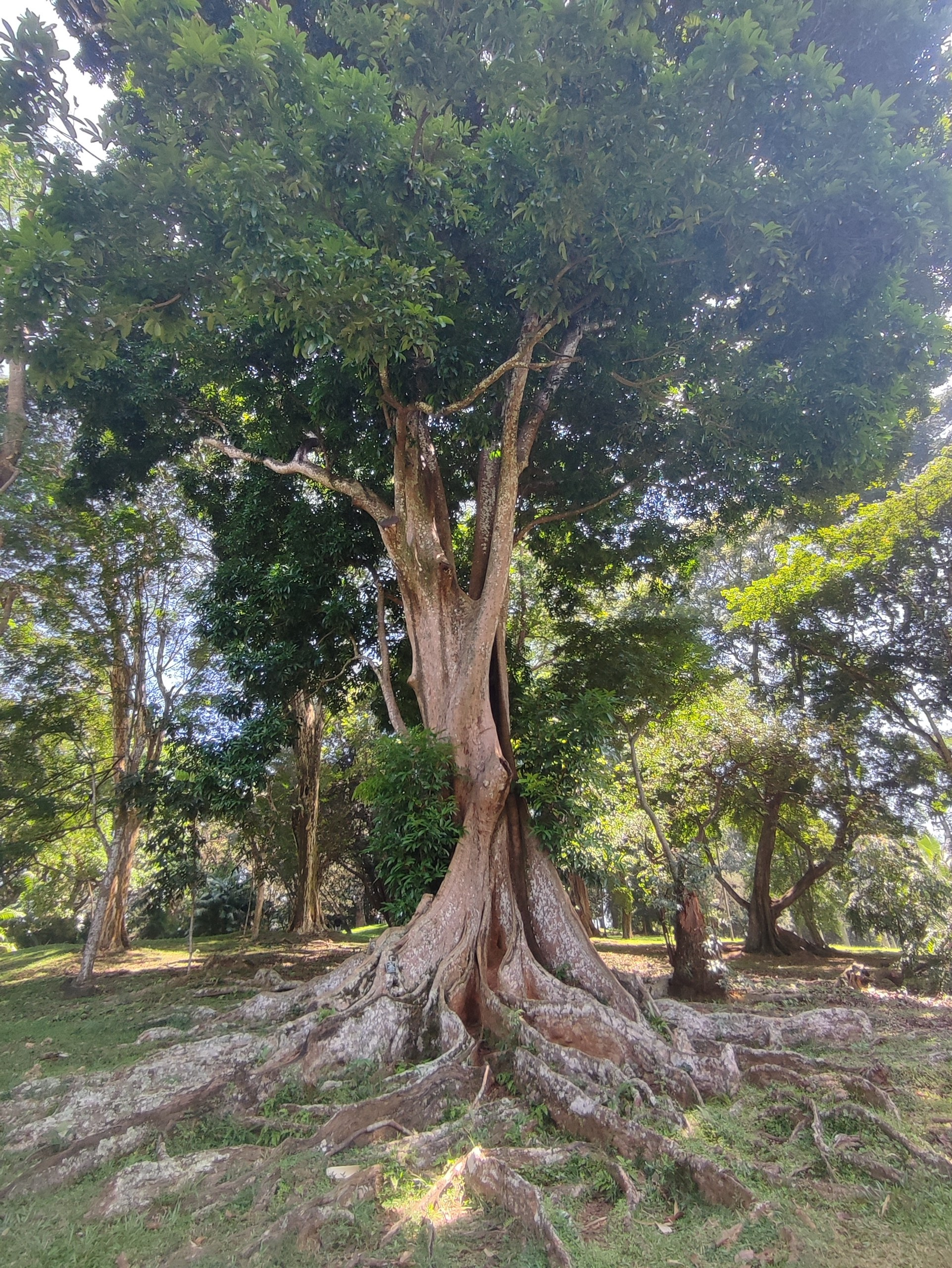 Шри-Ланка | 31.01 — 10.02.2025. Галерея Фантим