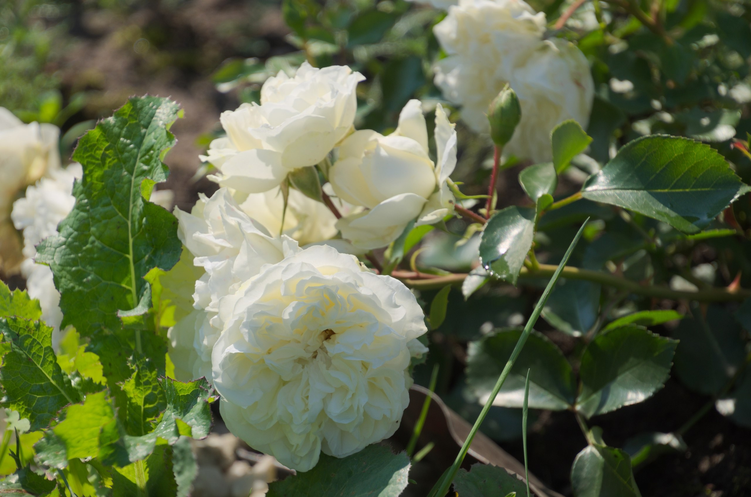 Константиново | 16.07.2017. Галерея Фантим