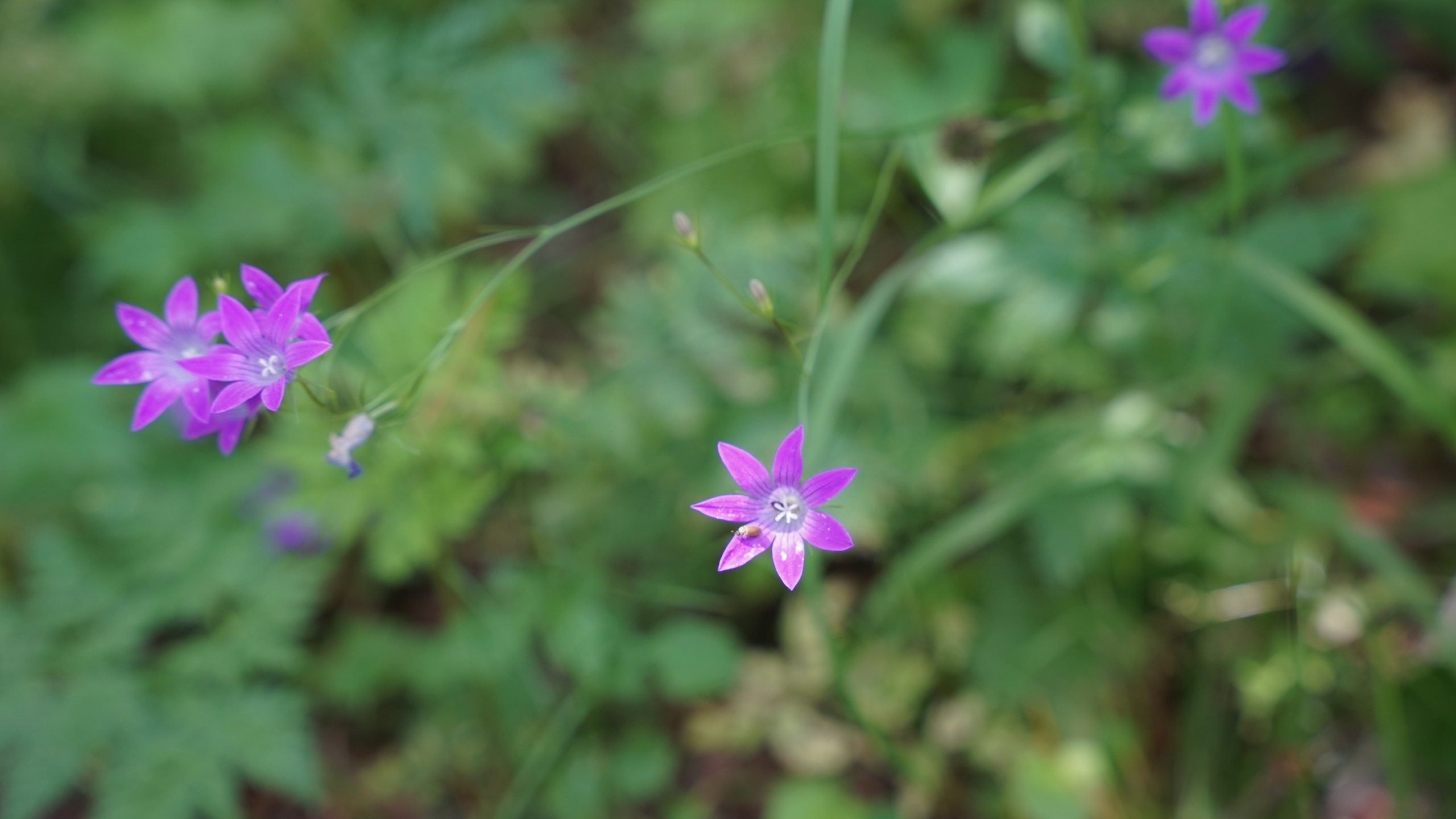Походная Романтика 48. Зомбический уикенд | 27 — 29.06.25. Галерея Фантим