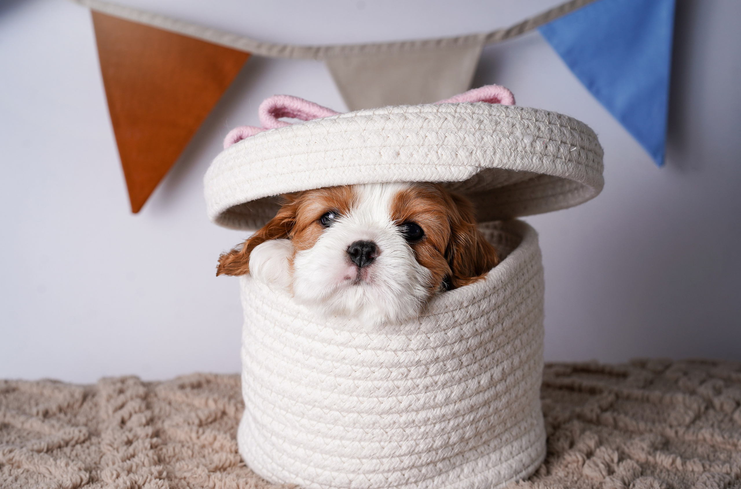 Щенки кавалер кинг чарльз спаниеля. Фотограф-анималист в Санкт-Петербурге Яна Мартынова