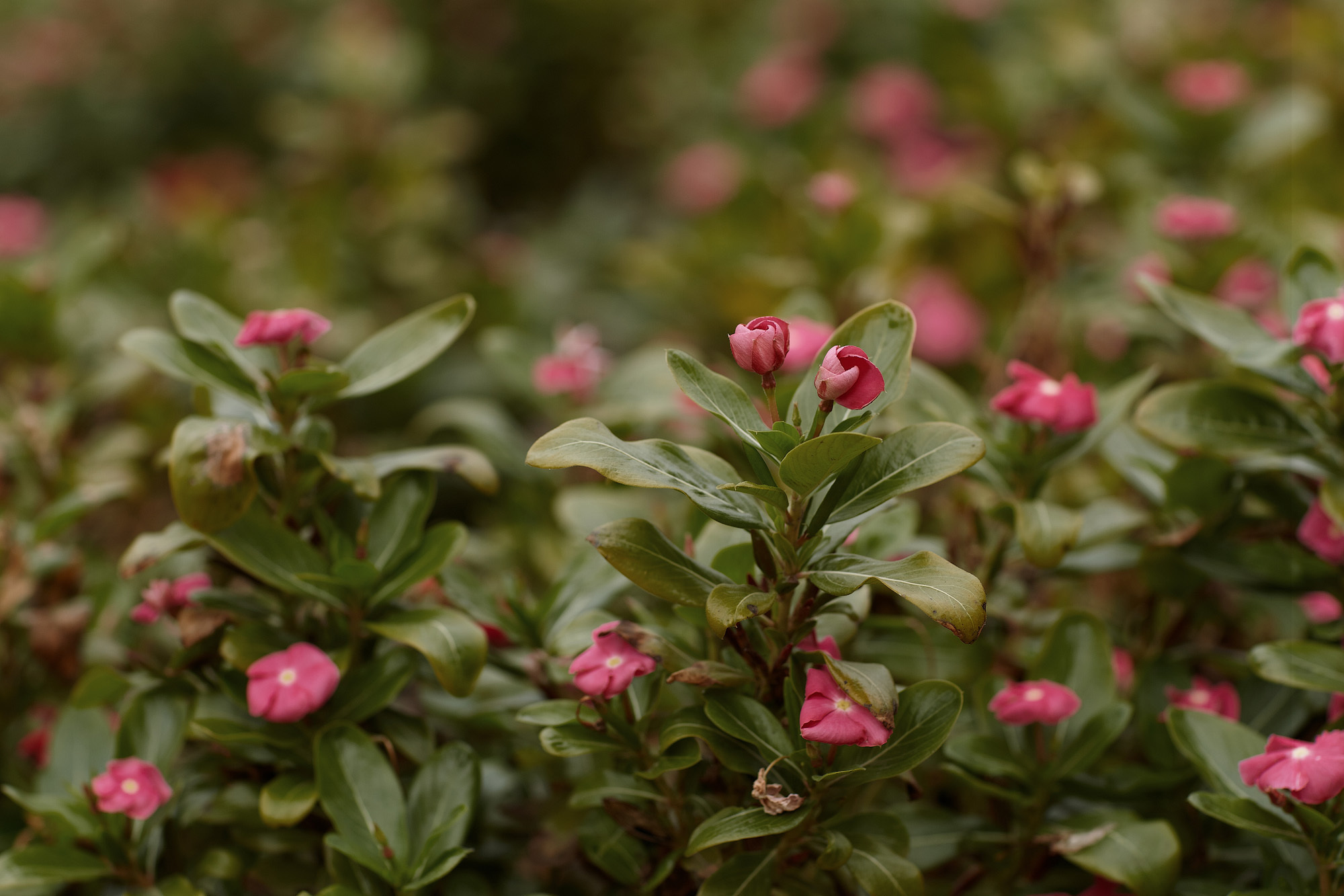 Свадебная регистрация прогулка в соснах. Фото видео съёмка в Белой Калитве дуэт Герман и Инна
