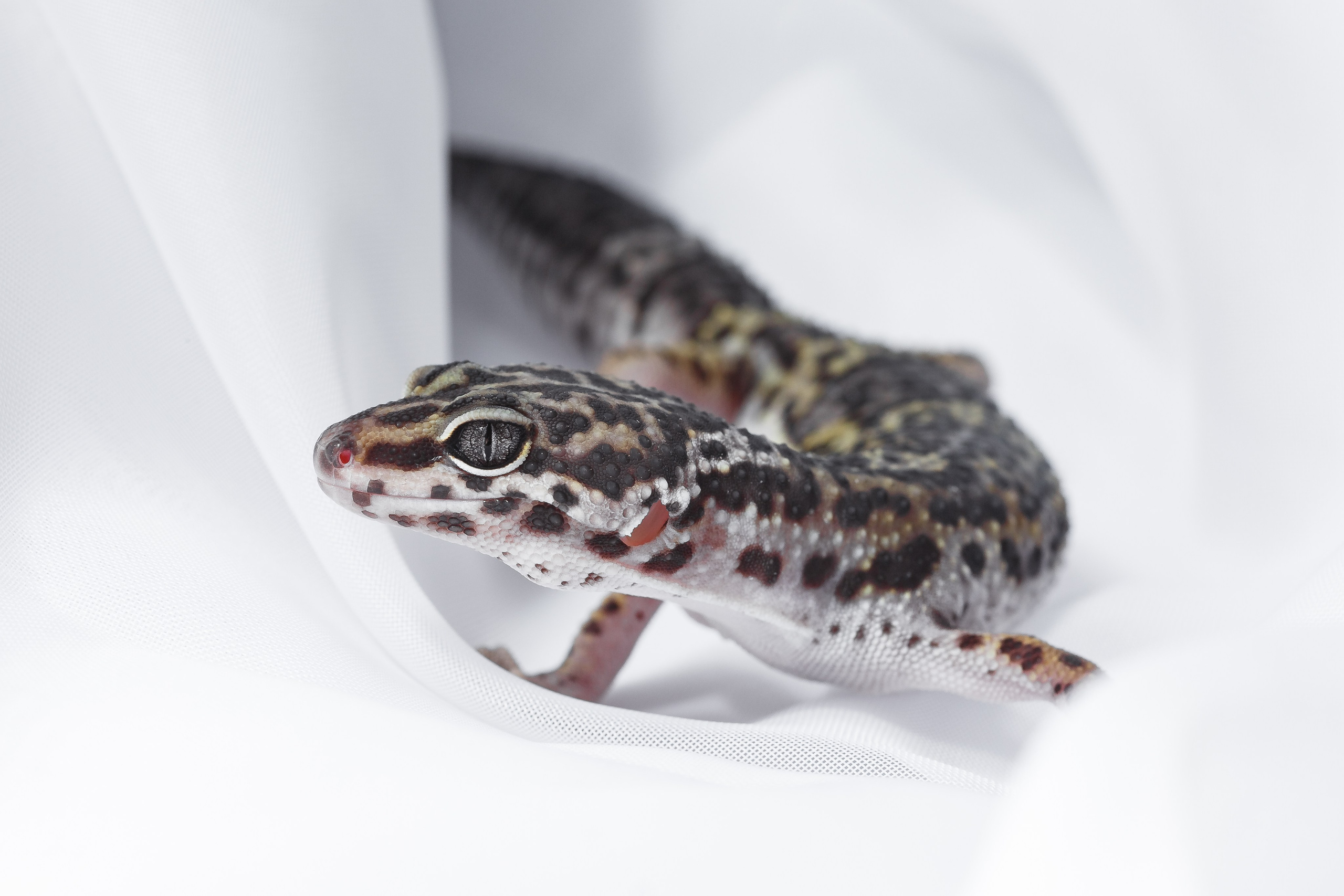 Собаки, кошки и др. животные. Семейный фотограф в Екатеринбурге