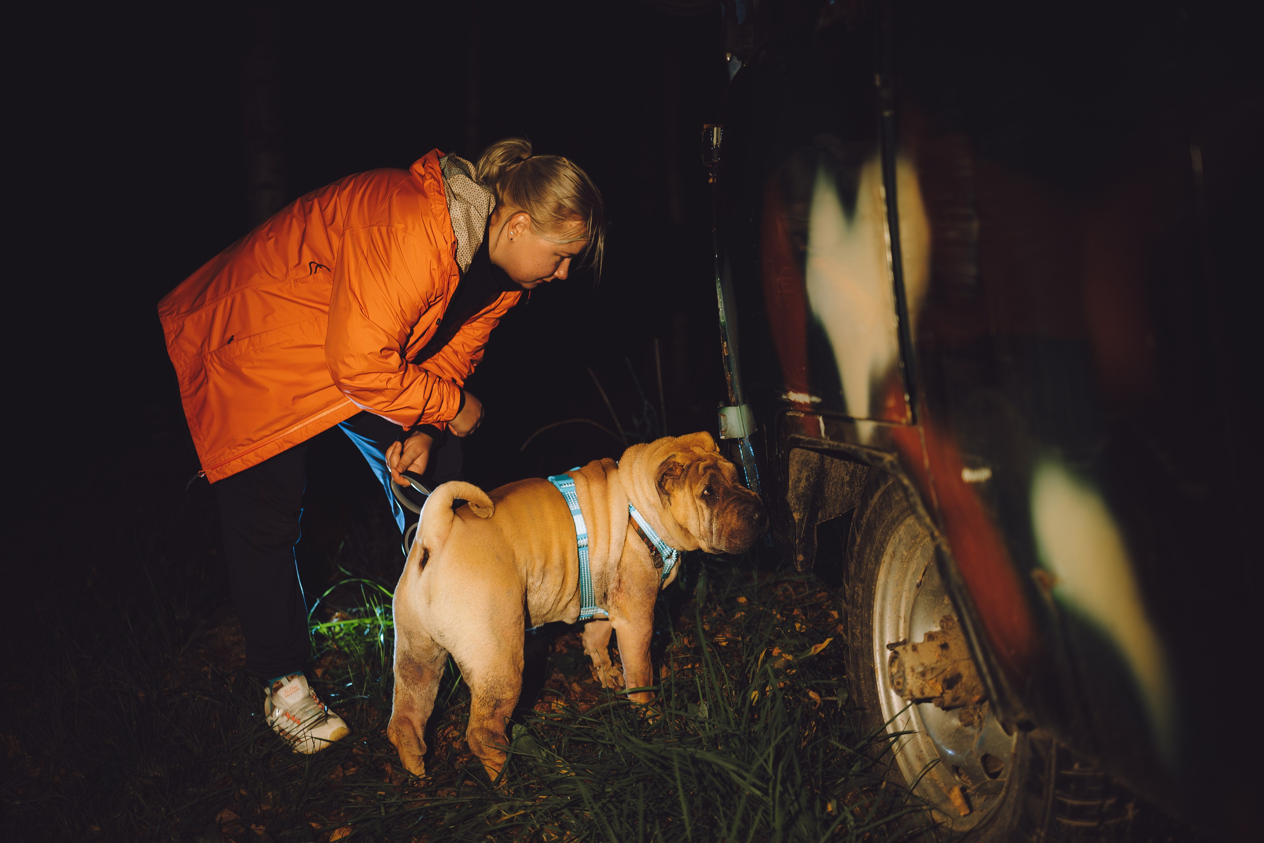 Выездной дог-тренинг от школы «Шерсть имею», Тованово