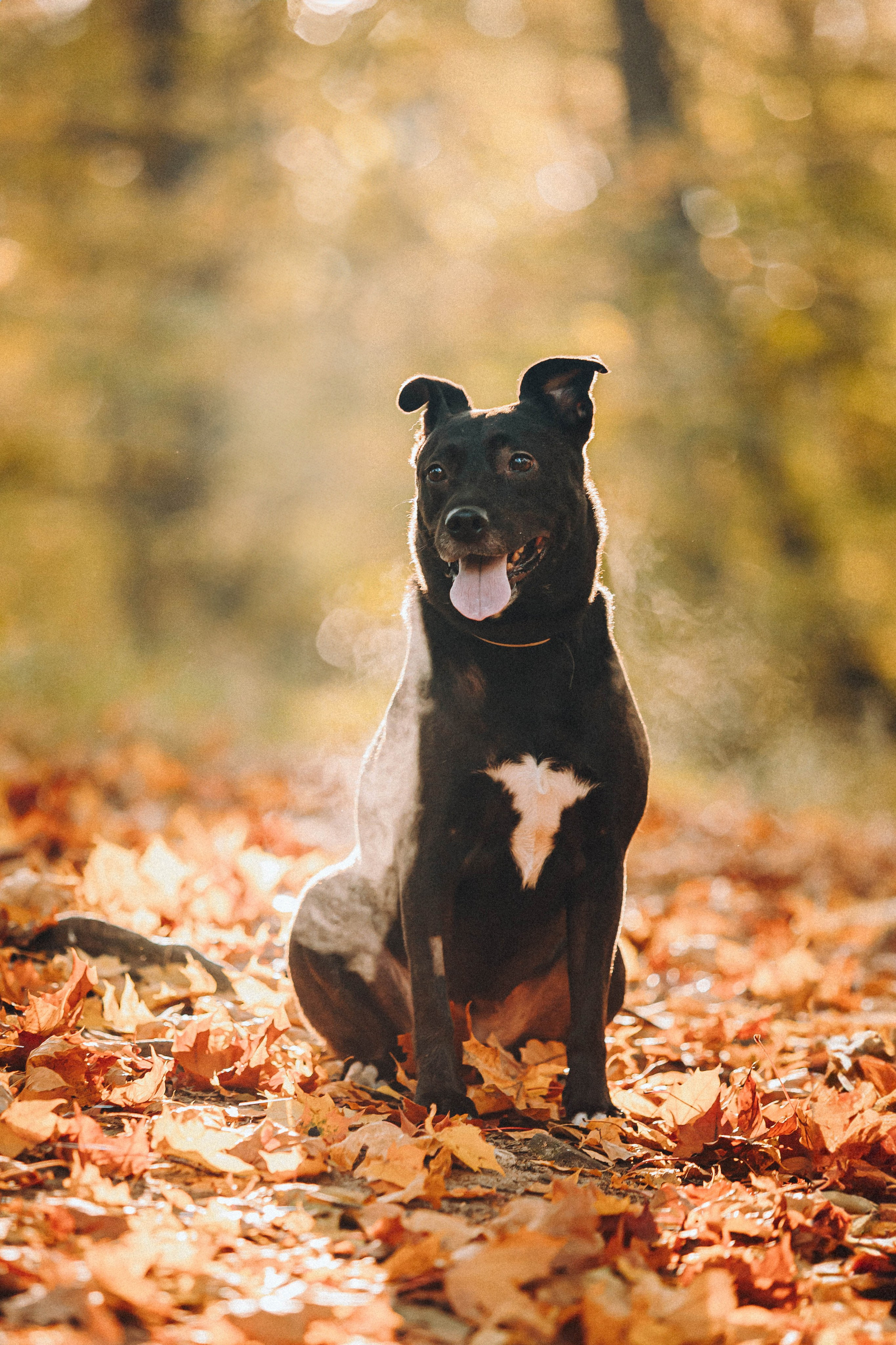 Ксюша, Ваня и Рамона