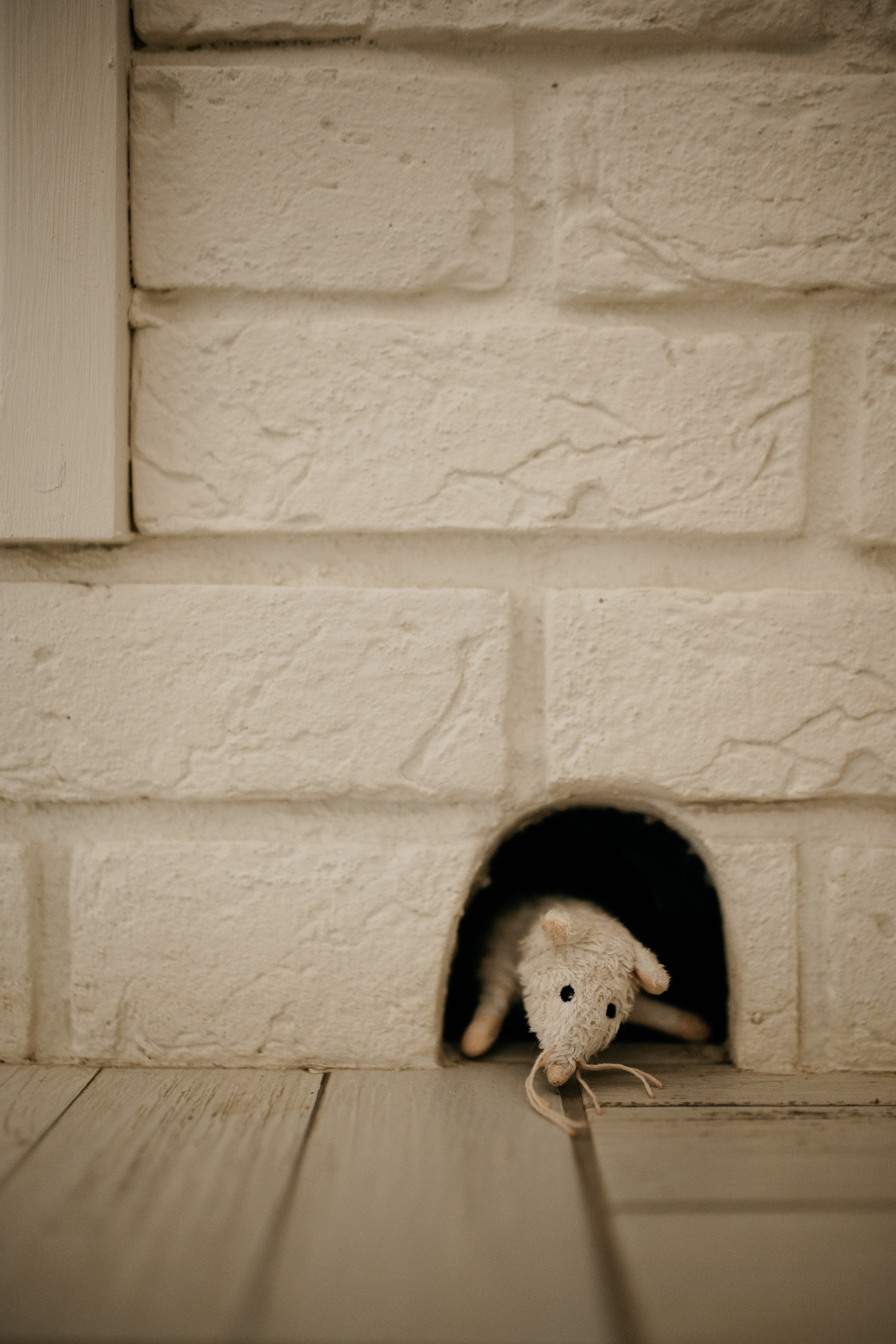 Даша, Диана, Дебби и маленькая крыска. Фотограф анималист в Москве Ольга Агушева