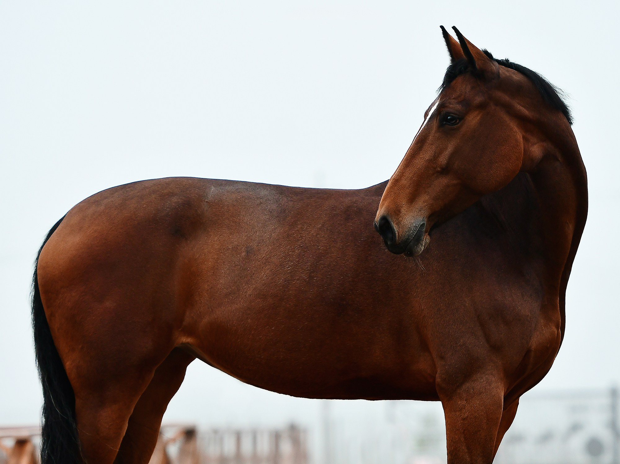 Портреты. Конный фотограф Alesya Safe