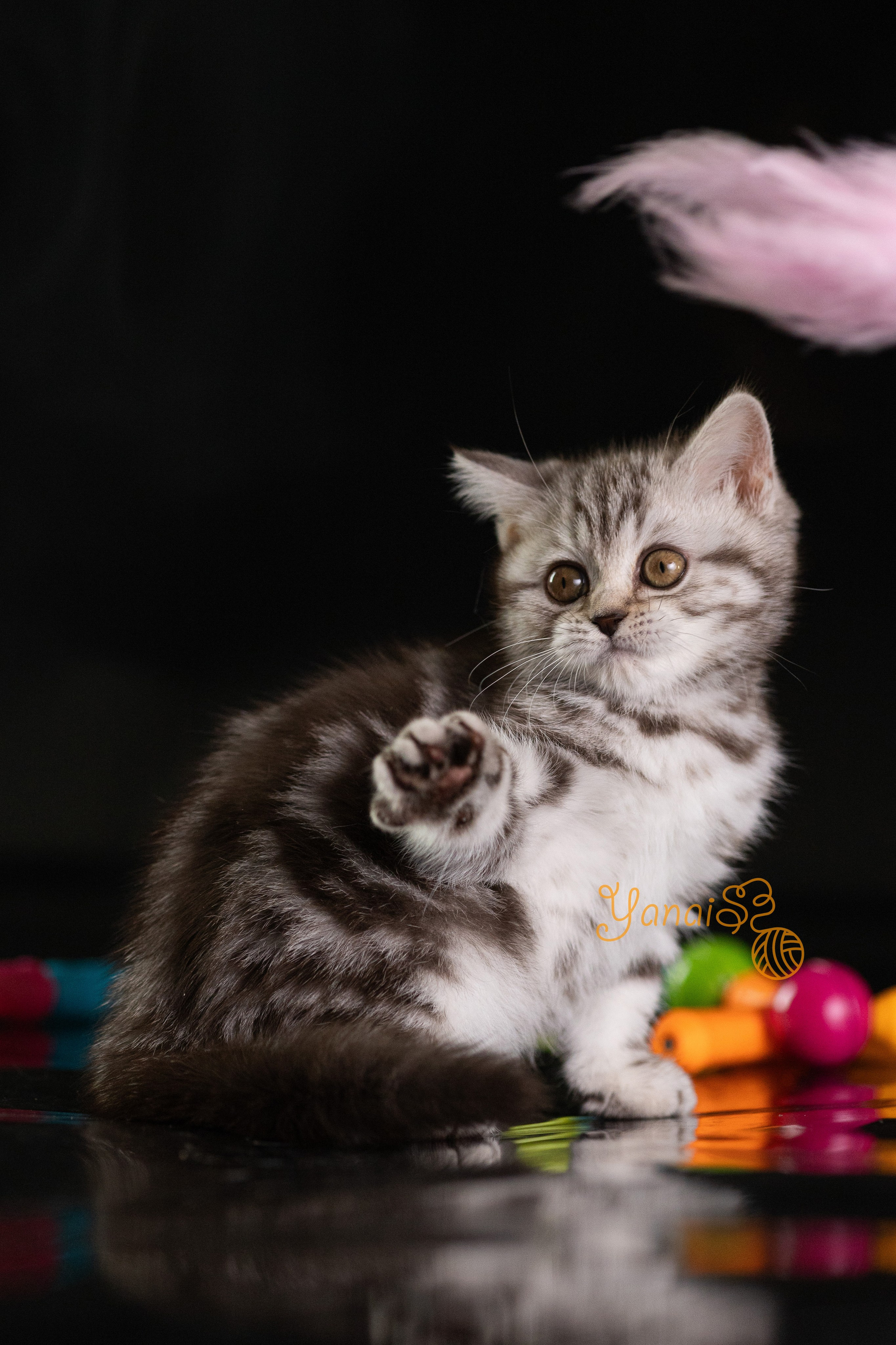 Котята. Фотограф Яна Матвеева в Ижевске