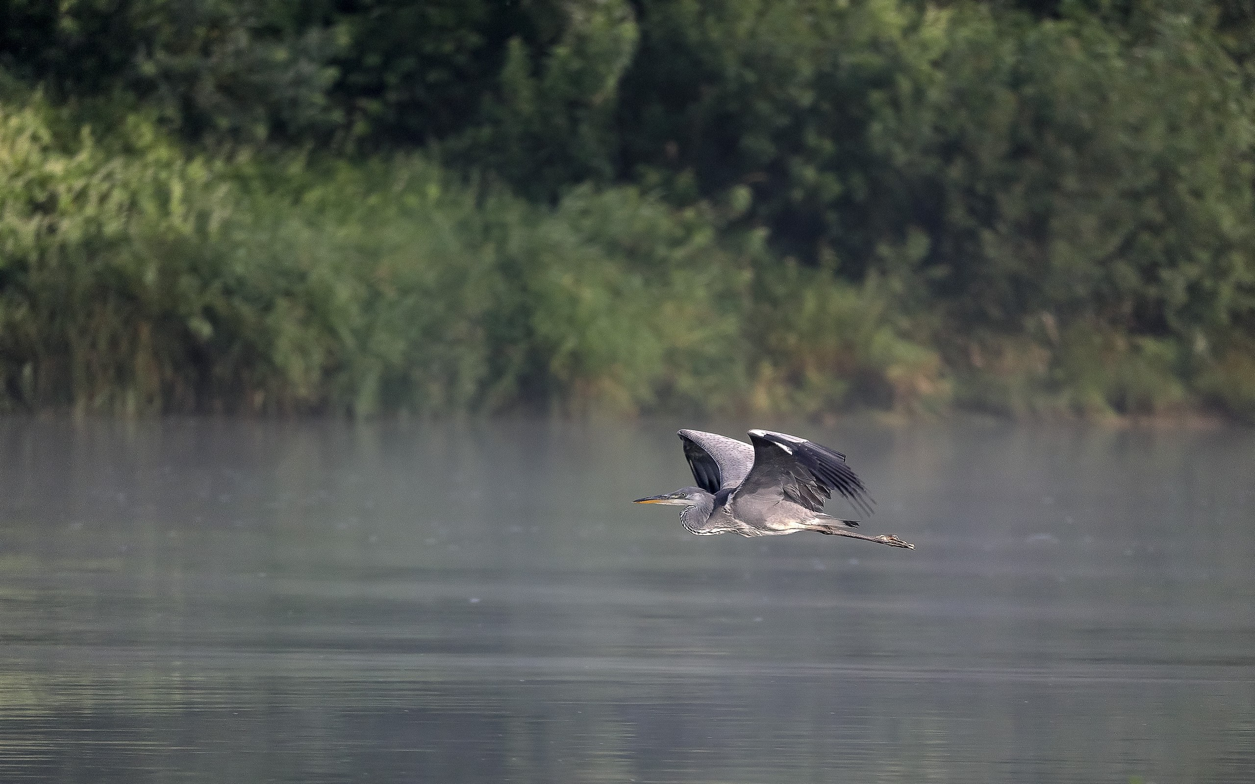 Серая цапля одно из самых интересных и забавных созданий природы