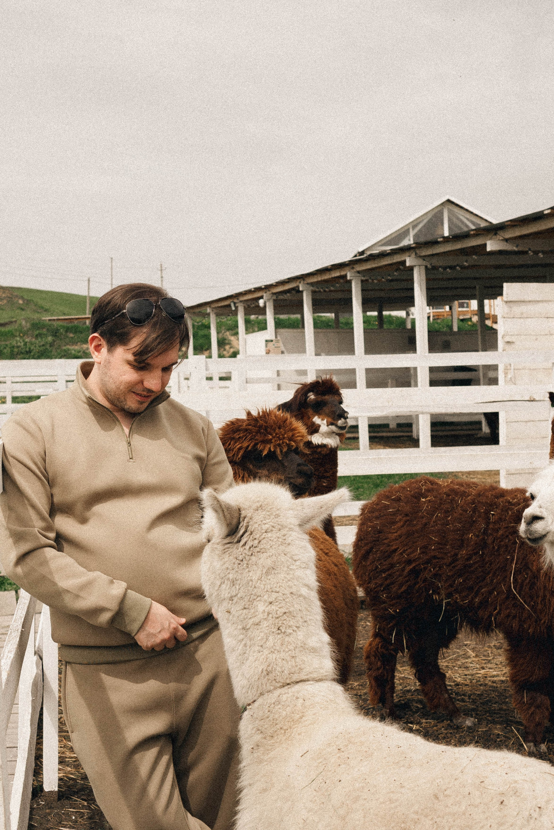 Ферма Альпак. Профессиональный фотограф, Санкт-Петербург — Виктория Богомолова